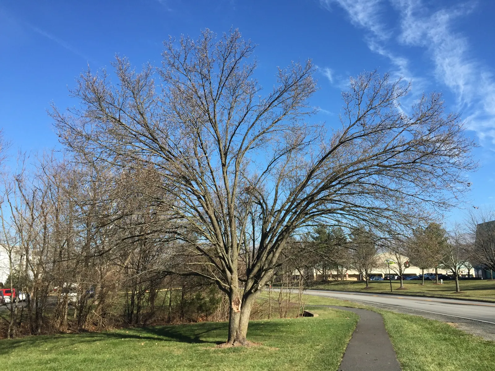 Bradford Callery Pear (Pyrus Calleryana 'Bradford') — the Bradford Pear can quickly become a prominent feature in a garden setting