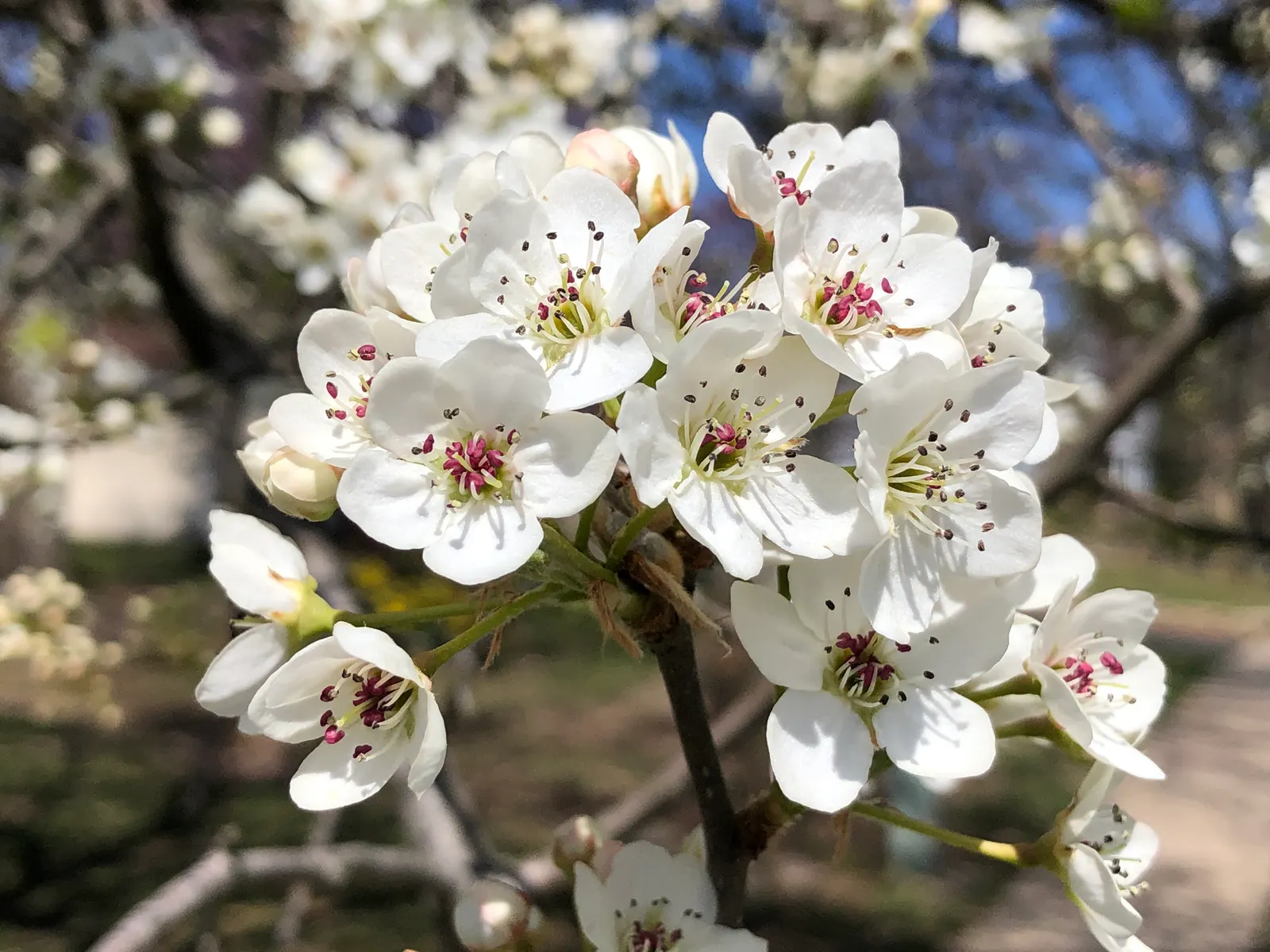 Bradford Callery Pear (Pyrus Calleryana 'Bradford') — exhibiting adaptability to various soil types