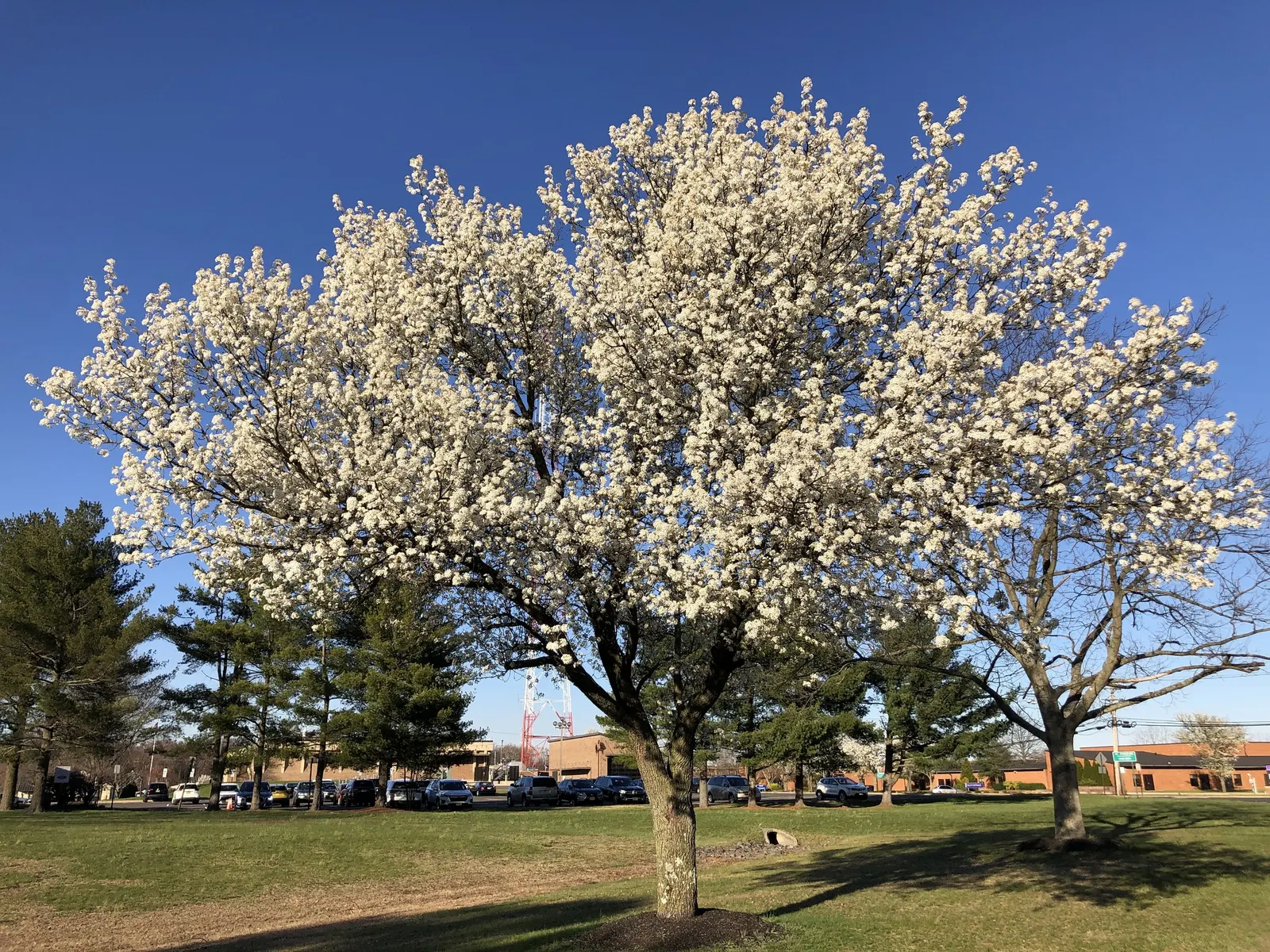 Bradford Callery Pear (Pyrus Calleryana 'Bradford') — though it prefers well-drained