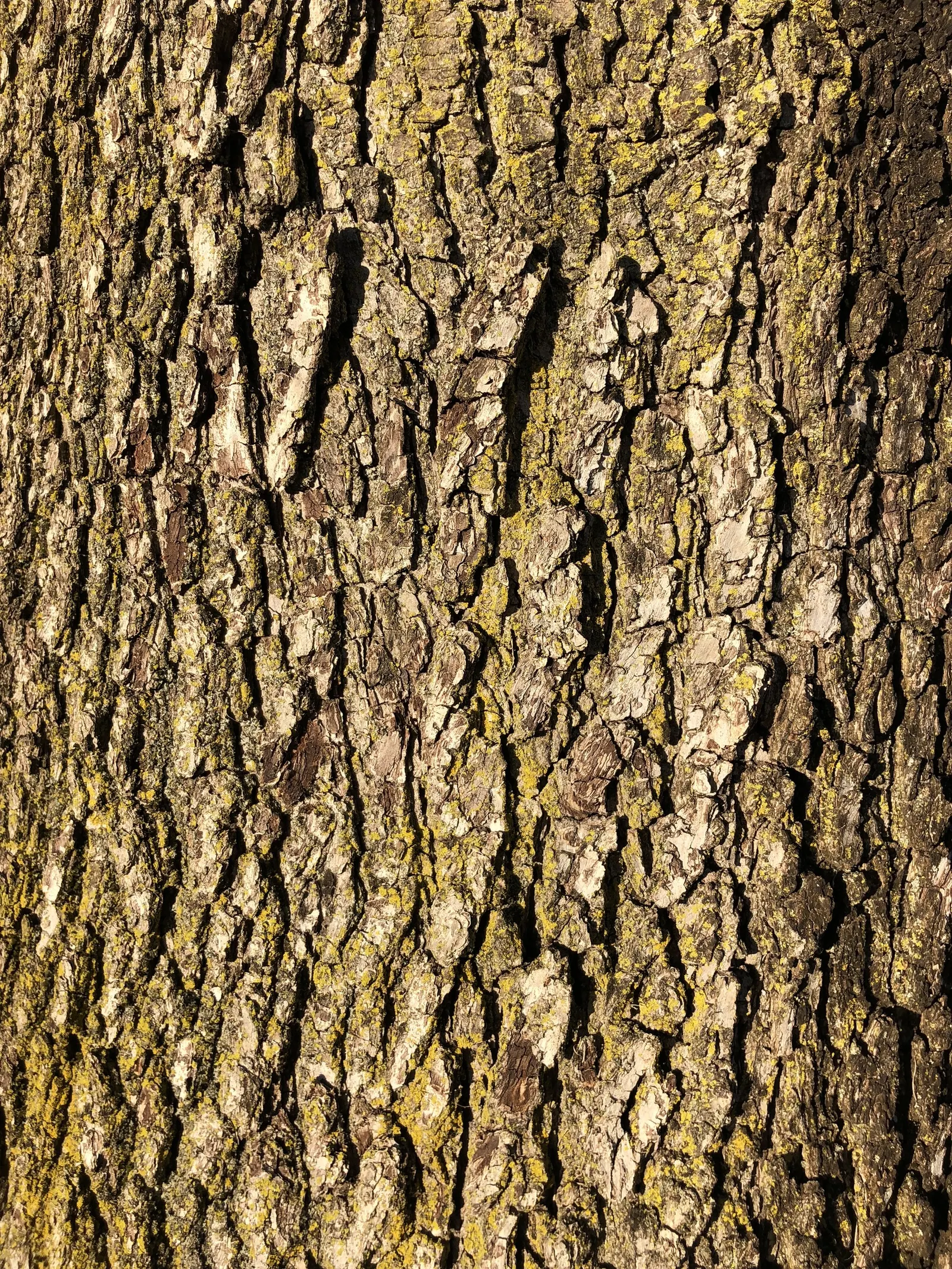 Bradford Callery Pear (Pyrus Calleryana 'Bradford') — Regular pruning may be necessary to maintain the tree's structural integrity and aesthetic shape