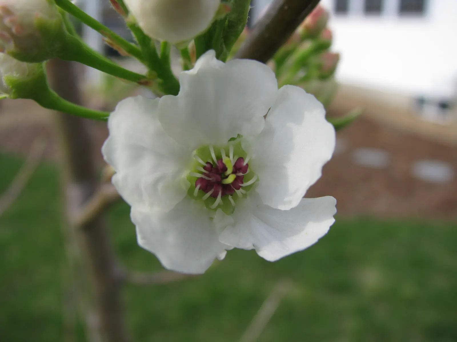 Bradford Callery Pear (Pyrus Calleryana 'Bradford') — providing ample shade with a symmetrical