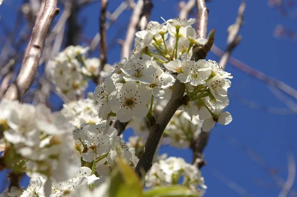 Bradford Callery Pear (Pyrus Calleryana 'Bradford') — broad-pyramidal canopy.<br><br>Spring ushers in a profusion of showy white flowers