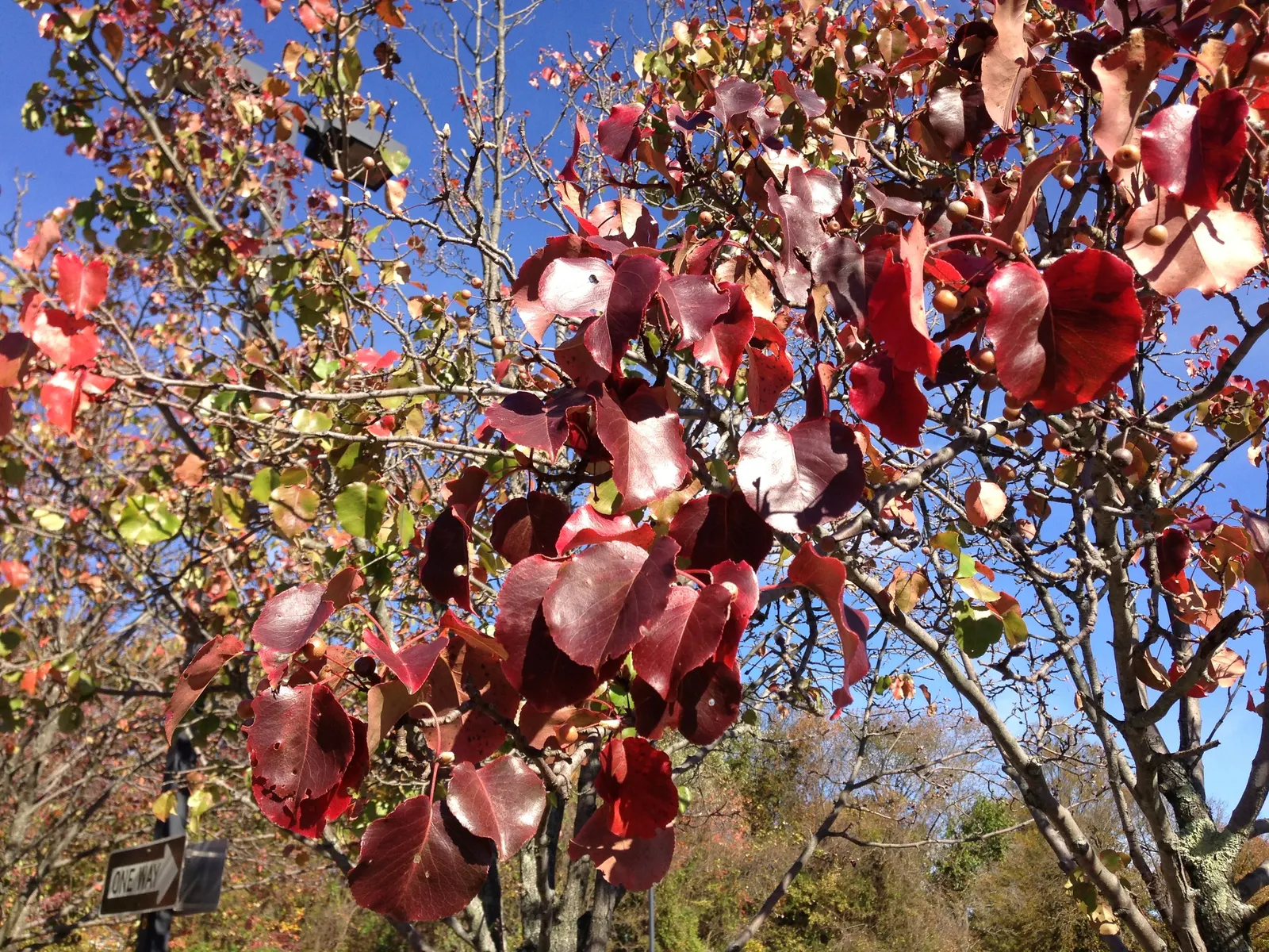 Bradford Callery Pear (Pyrus Calleryana 'Bradford') — Furthermore, it requires full sun exposure for optimal floral and foliar display