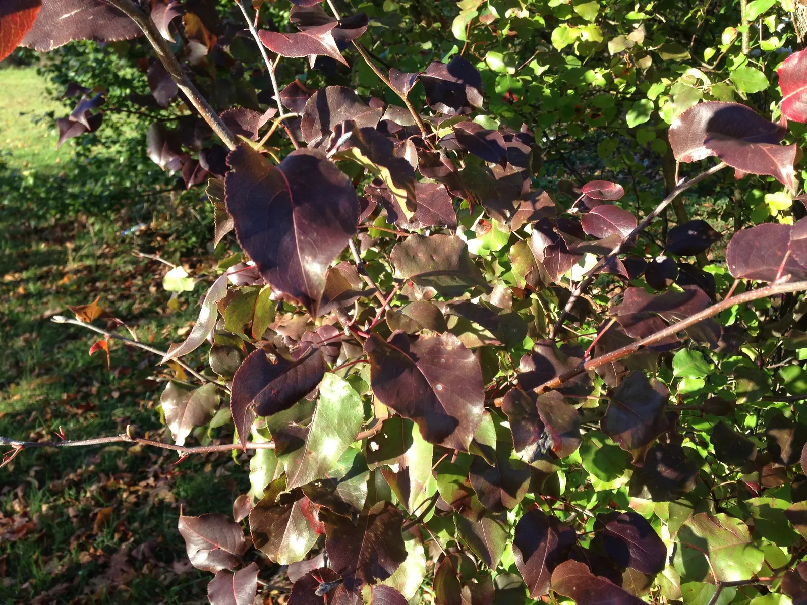 Bradford Callery Pear (Pyrus Calleryana 'Bradford') — This cultivar typically reaches a height of 30 to 50 feet with a spread of 20 to 30 feet