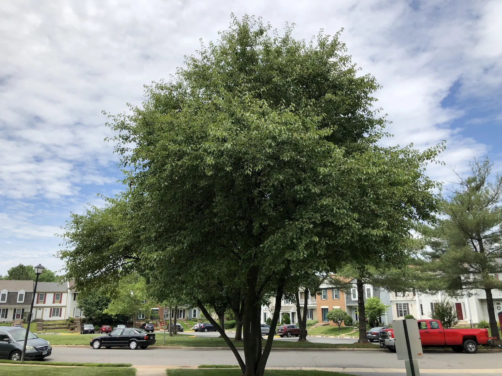 Bradford Callery Pear (Pyrus Calleryana 'Bradford') — While aesthetically pleasing, it's known for weak wood prone to storm damage and invasiveness in some