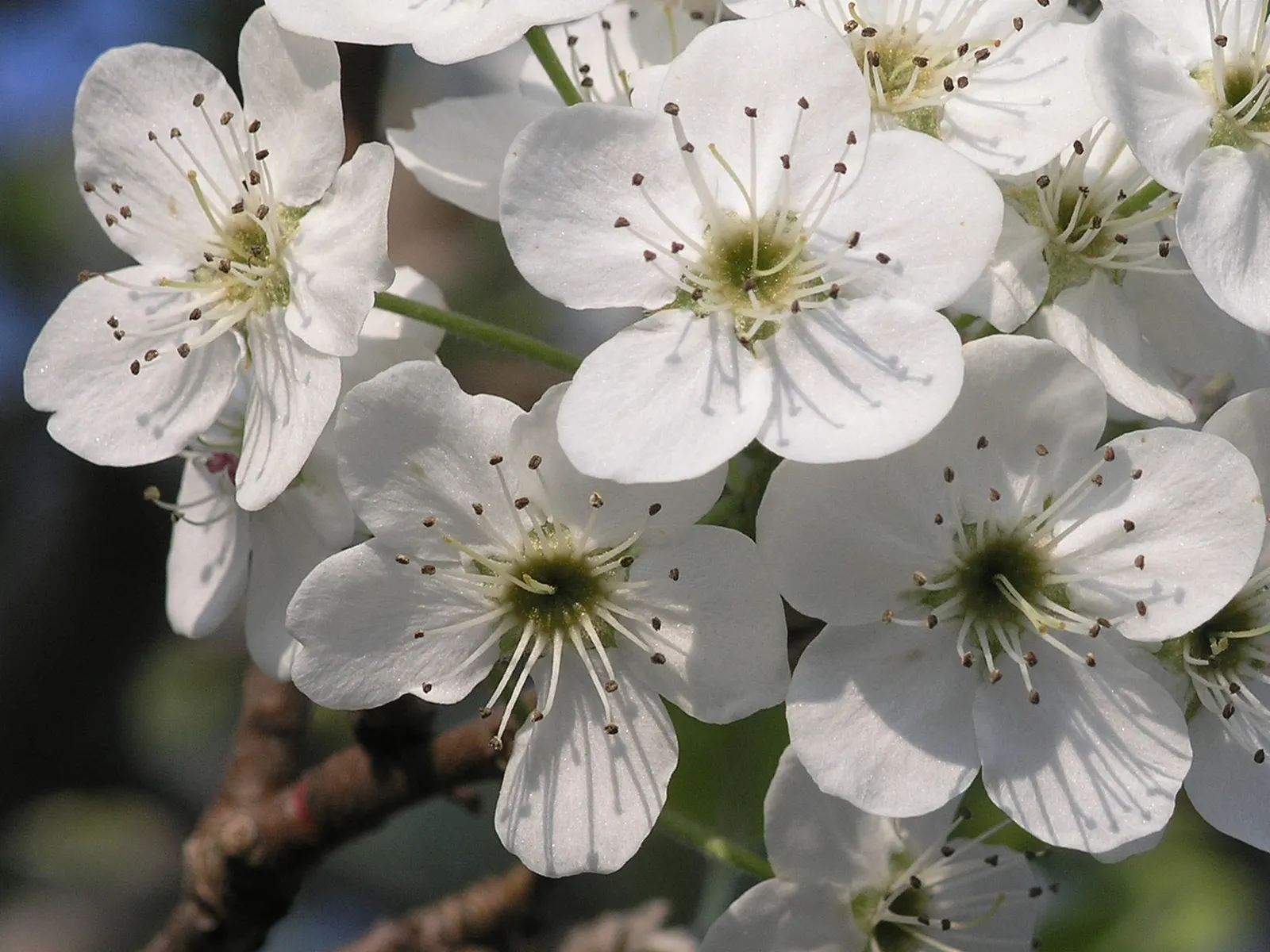Bradford Callery Pear (Pyrus Calleryana 'Bradford') — This cultivar is valued for its impressive fall color, transitioning to reds and purples