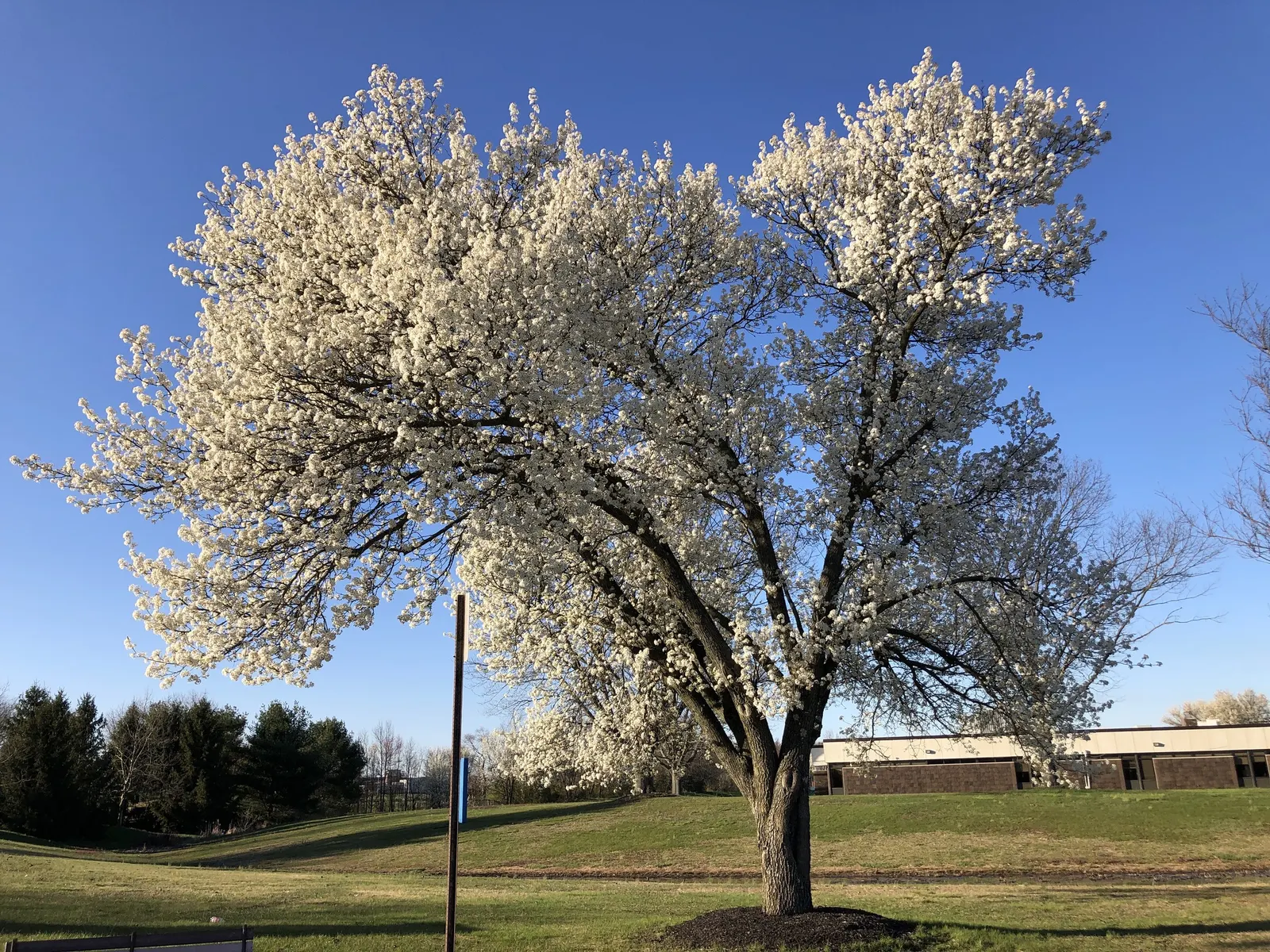 Bradford Callery Pear (Pyrus Calleryana 'Bradford') — It reaches 30-50 feet in height with a symmetrical, broad-pyramidal shape