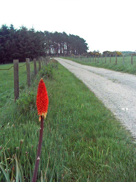 Red Hot Poker (Kniphofia Uvaria) — The blooming season extends from late spring to early fall; this South African native thrives in USDA Hardiness, image 130