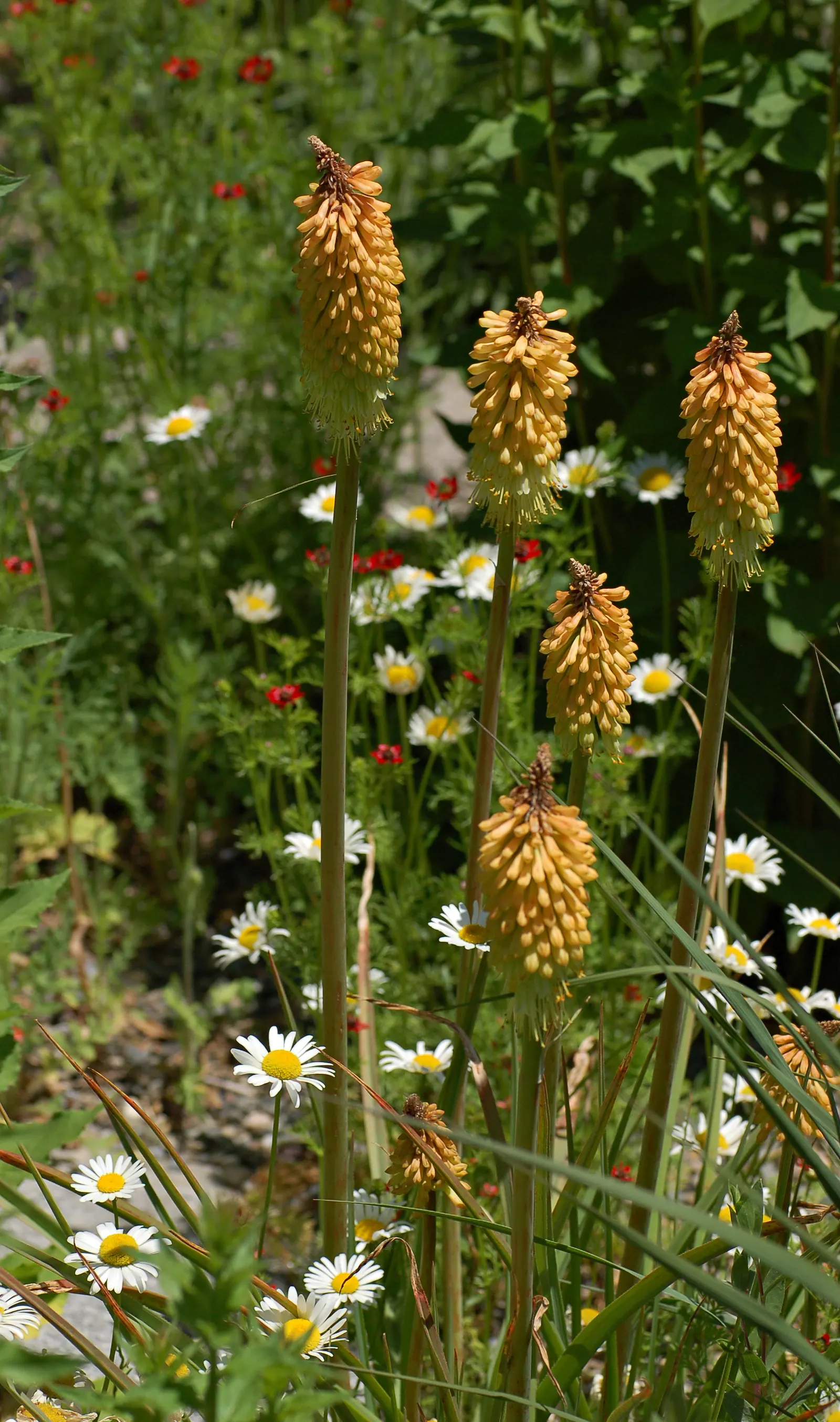 Red Hot Poker (Kniphofia Uvaria) — making them an ideal candidate for xeriscaping or gardens with water conservation in mind; the blooming season extends from