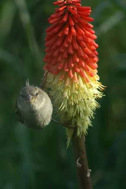 Red Hot Poker (Kniphofia Uvaria) — a striking perennial that adds a flair of the exotic to any garden; thriving in USDA zones 5-9, this perennial, image 121