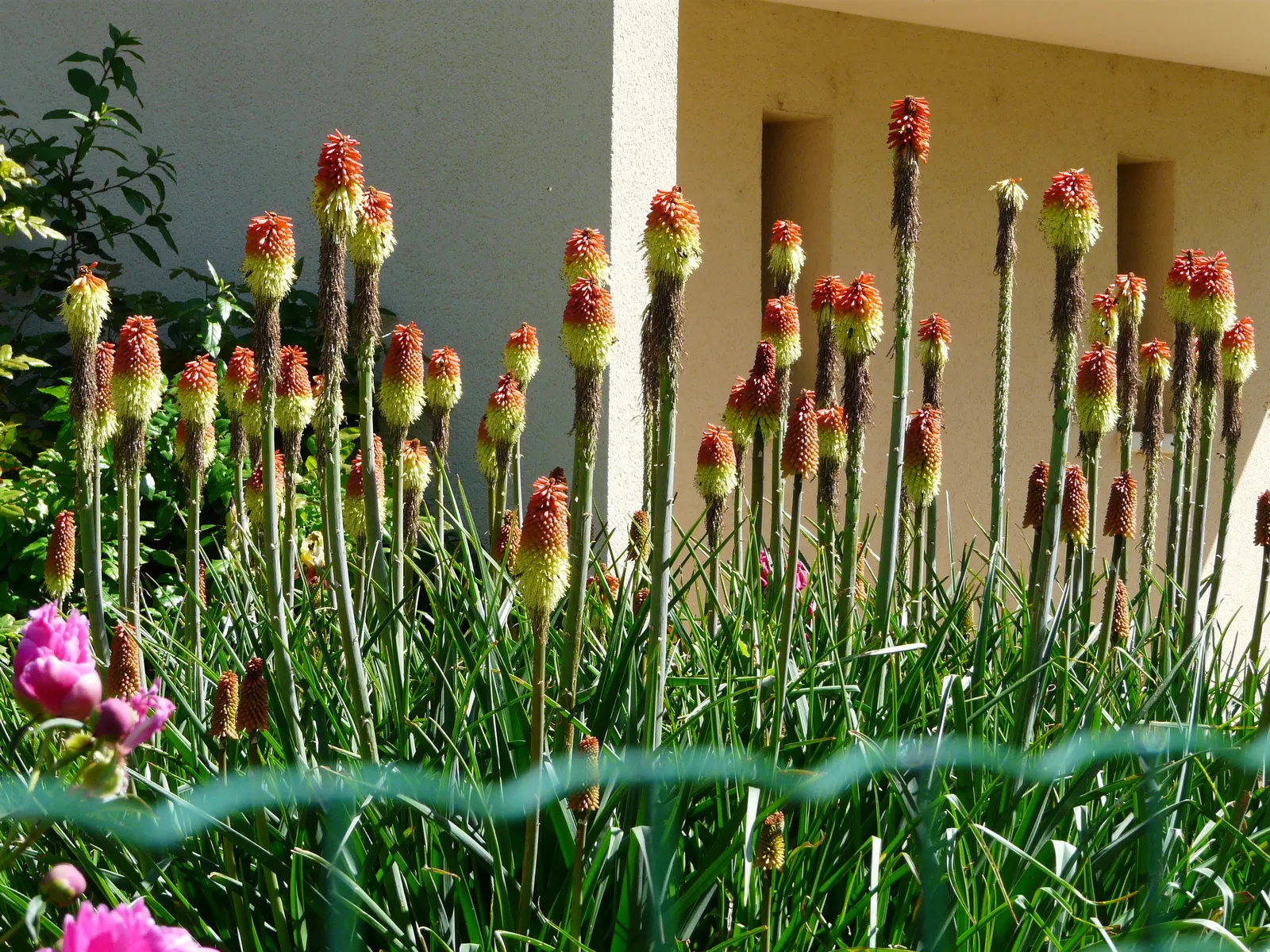 Red Hot Poker (Kniphofia Uvaria) — with flower spikes that can extend an additional 1 to 2 feet above the foliage; this South African native, image 154