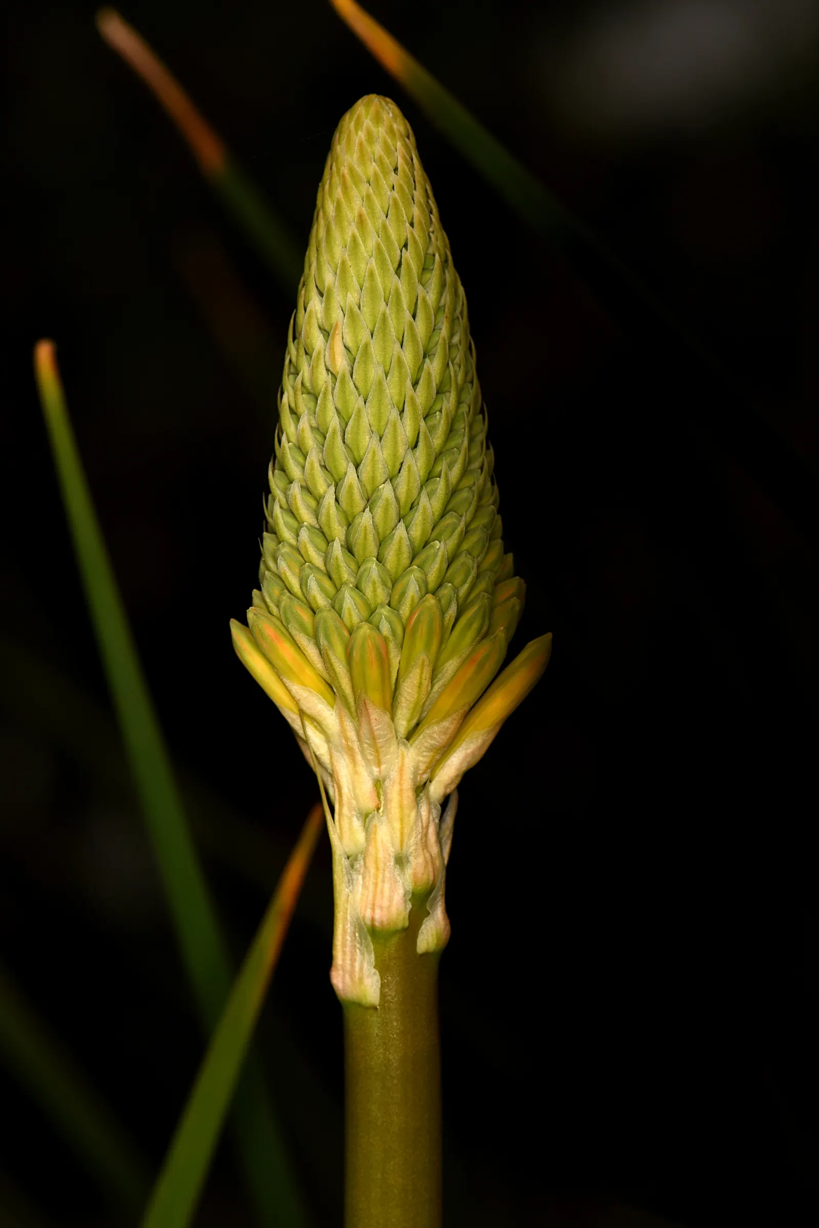 Red Hot Poker (Kniphofia Uvaria) — the Red Hot Poker requires full sun and well-drained soil; ensuring your garden is as wildlife-friendly as it is, image 76