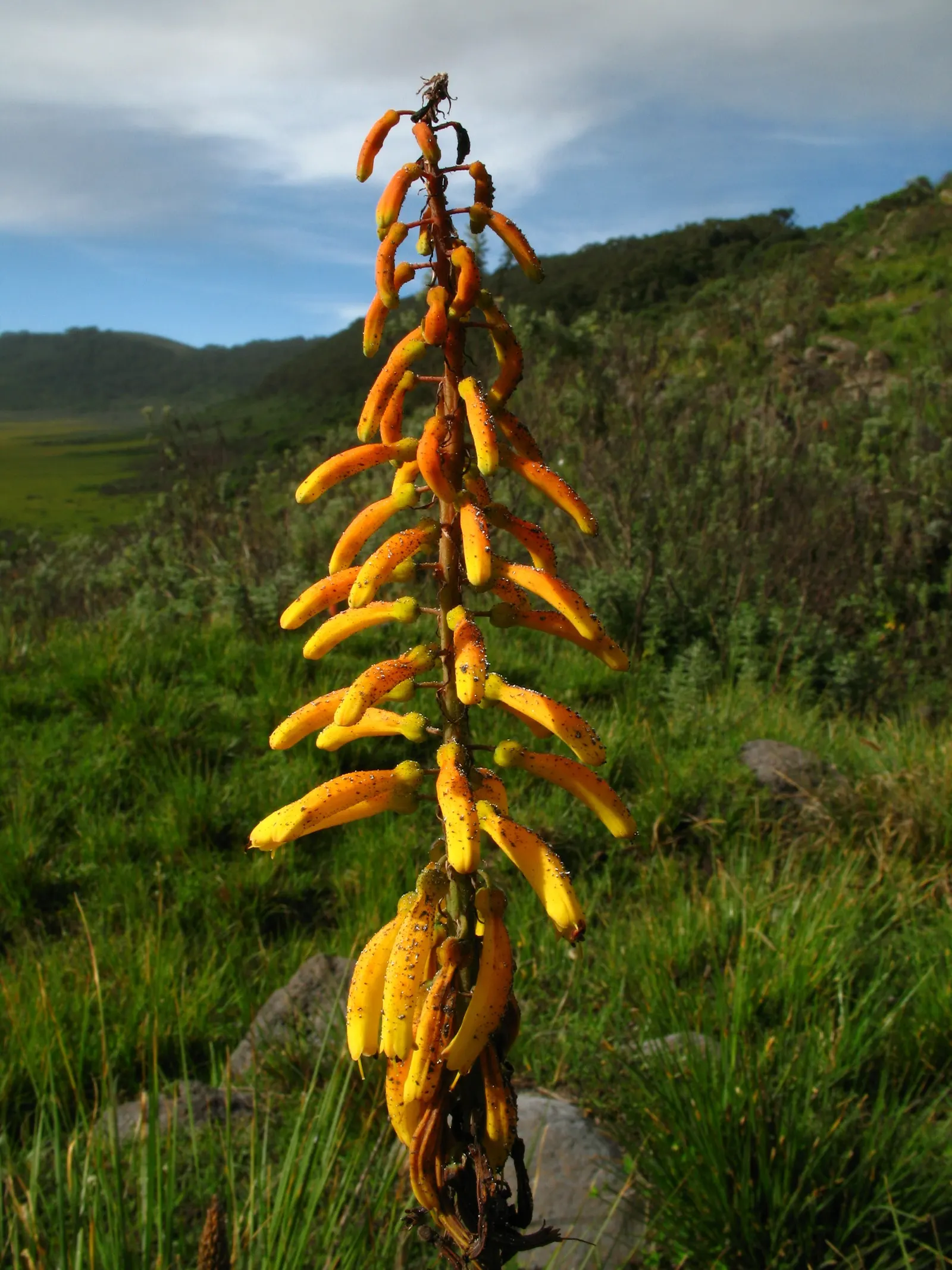 Red Hot Poker (Kniphofia Uvaria) — with flower spikes that can extend an additional 1 to 2 feet above the foliage; this South African native, image 126