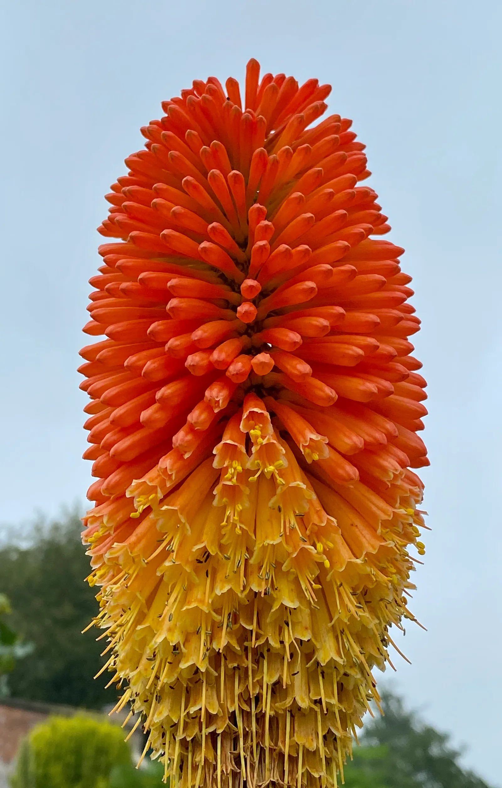 Red Hot Poker (Kniphofia Uvaria) — The Red Hot Poker (Kniphofia uvaria); ensuring your garden is as wildlife-friendly as it is beautiful, image 120