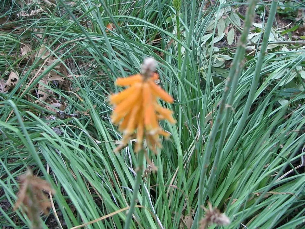 Red Hot Poker (Kniphofia Uvaria) — brings striking vertical interest to gardens with its torch-like; this South African native thrives in USDA, image 114