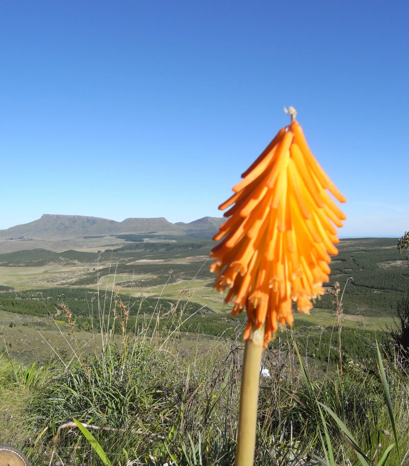 Red Hot Poker (Kniphofia Uvaria) — providing a long-lasting display of color throughout the warmer months.<br><br>For optimal growth; the blooming, image 75