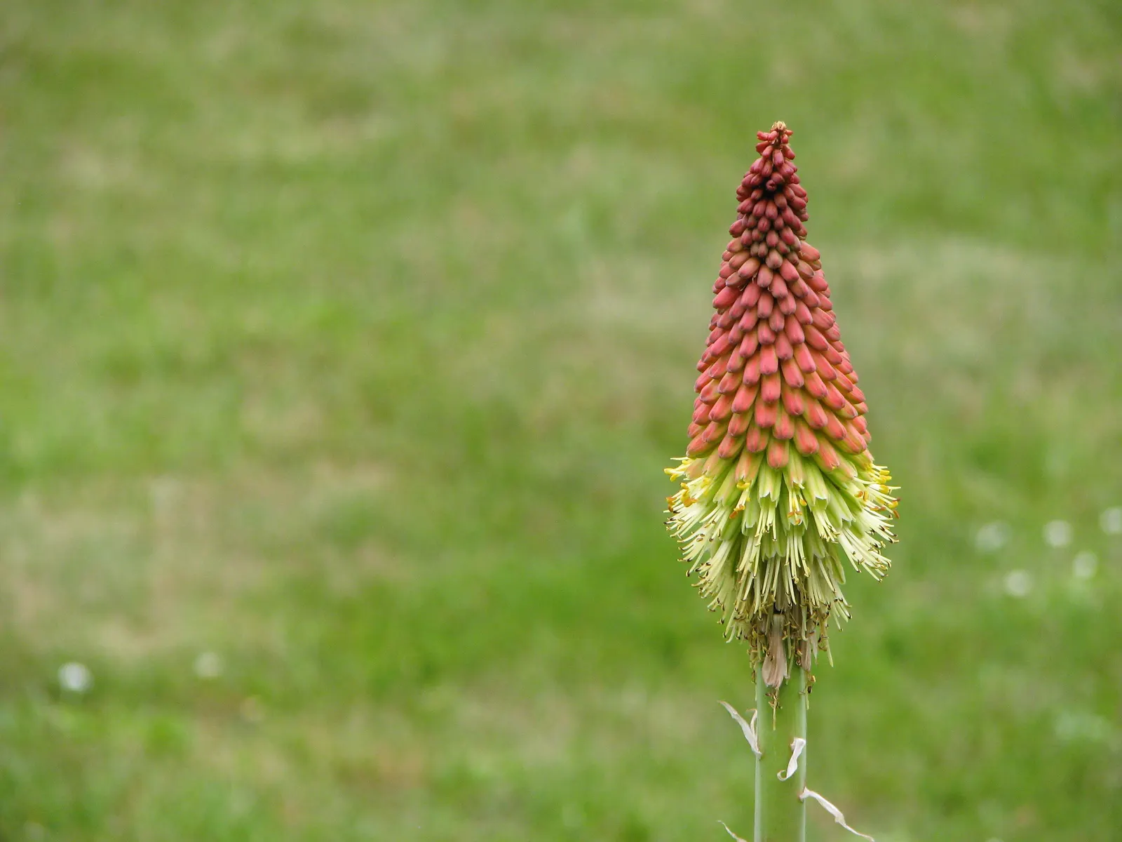 Red Hot Poker (Kniphofia Uvaria) — attracting hummingbirds and beneficial pollinators while being deer resistant; the blooming season extends from, image 63