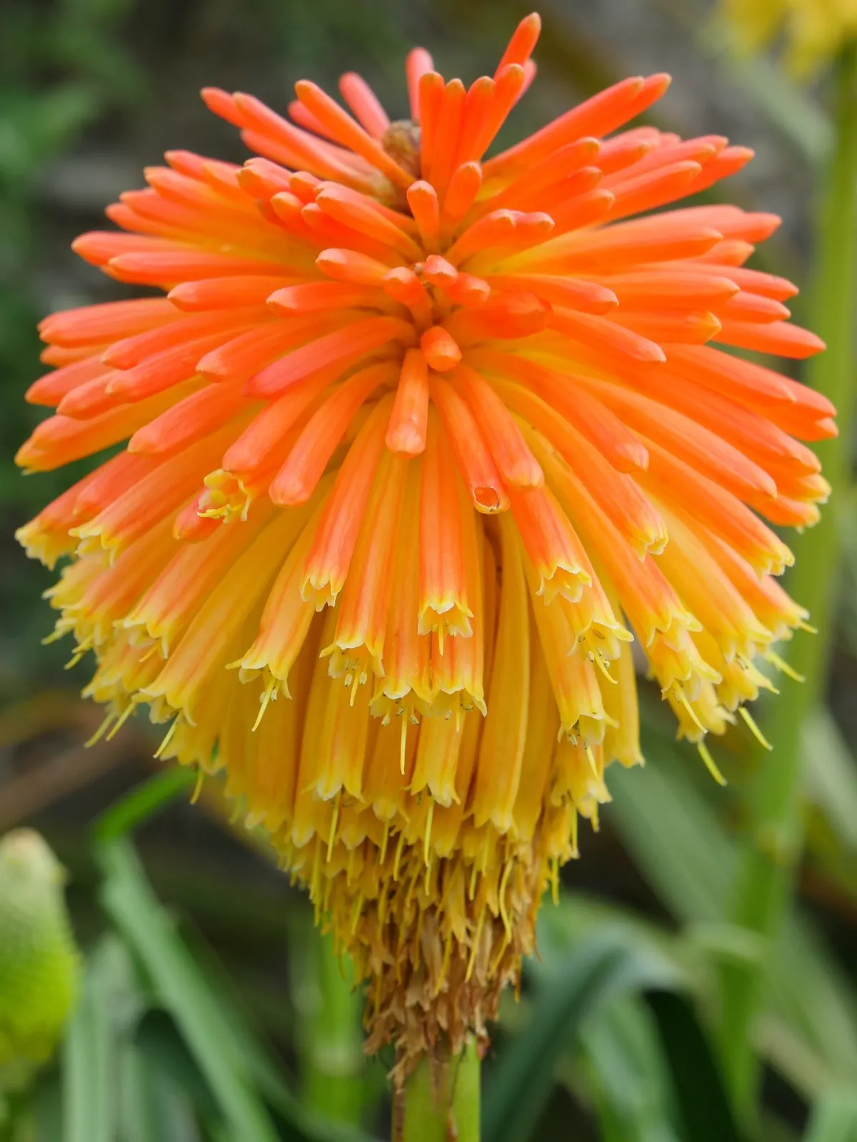 Red Hot Poker (Kniphofia Uvaria) — It reaches 2 to 3 feet in height and spreads 1 to 2 feet; thriving in USDA zones 5-9, this perennial prefers, image 117