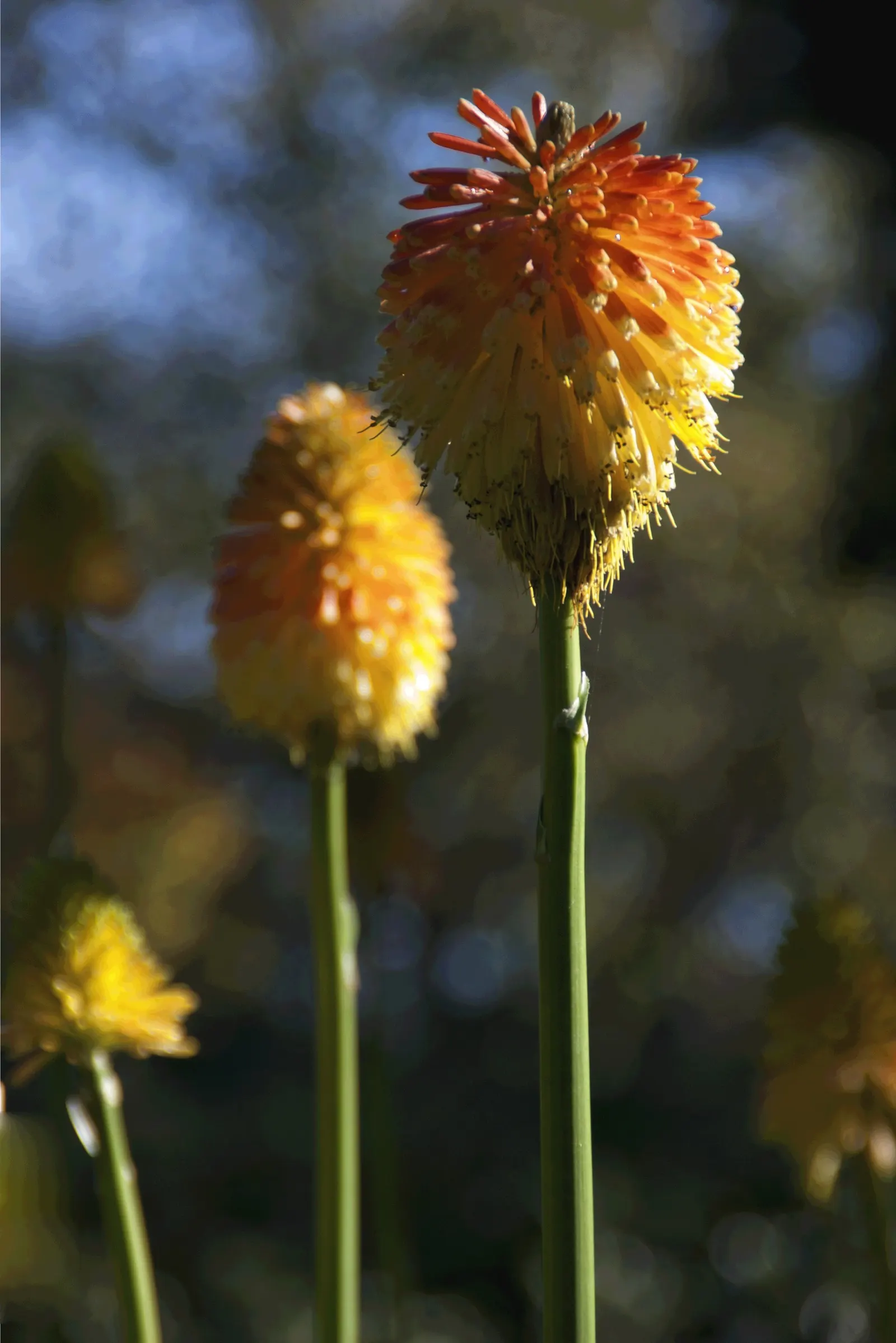 Red Hot Poker (Kniphofia Uvaria) — Often referred to as torch lilies; this South African native thrives in USDA Hardiness Zones 5 through 9, image 122