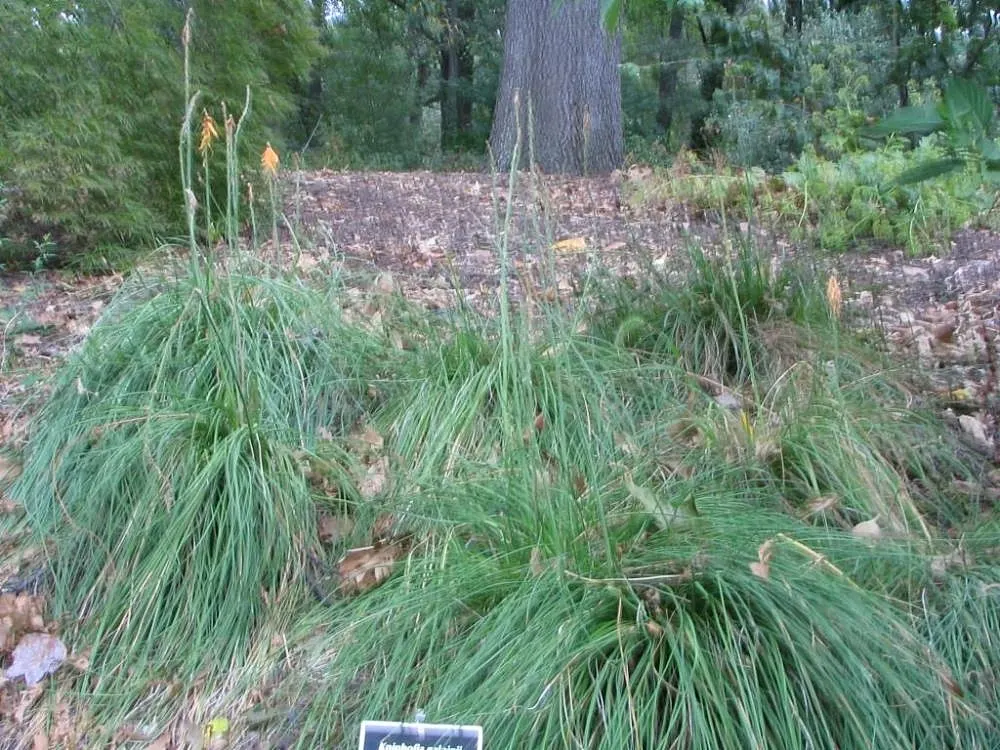 Red Hot Poker (Kniphofia Uvaria) — the Red Hot Poker requires full sun and well-drained soil; ensuring your garden is as wildlife-friendly as it is, image 104