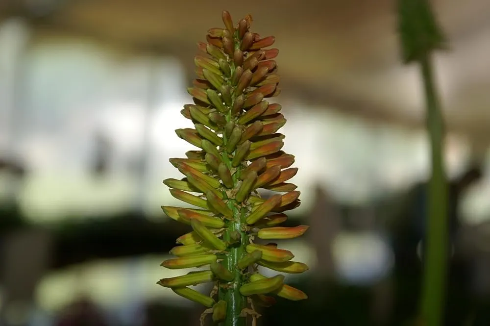 Red Hot Poker (Kniphofia Uvaria) — A mature plant can spread about 1.5 to 2 feet, necessitating adequate spacing in landscape design; thriving in, image 77