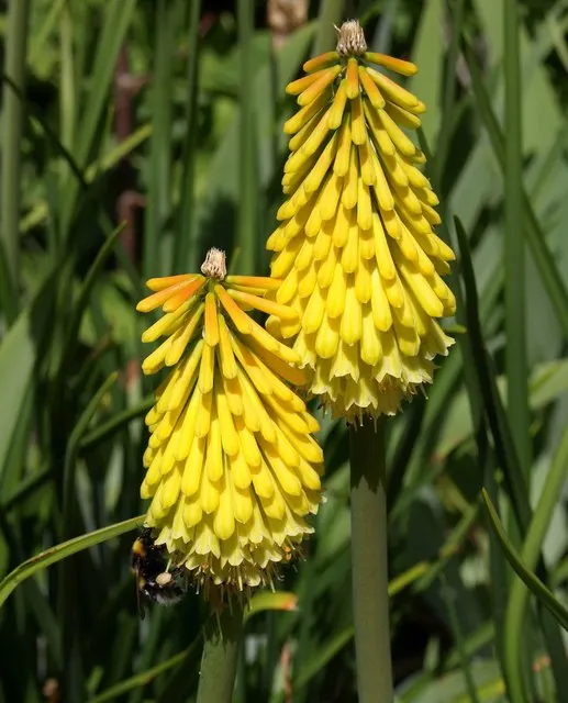 Red Hot Poker (Kniphofia Uvaria) — grass-like leaves are predominantly evergreen and can span up to 3 feet in length and 1 inch in width; the, image 127