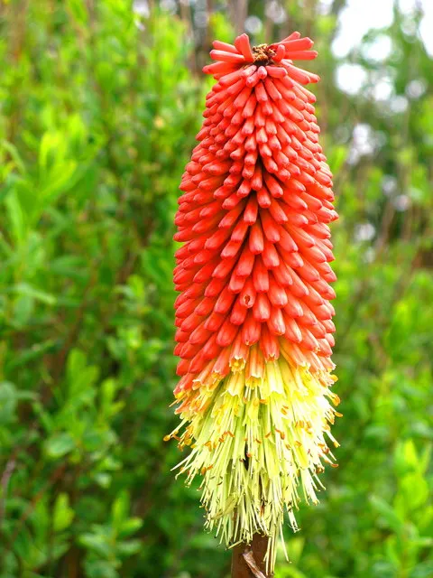Red Hot Poker (Kniphofia Uvaria) — Flowering occurs from late spring to early fall; this South African native thrives in USDA Hardiness Zones 5, image 118