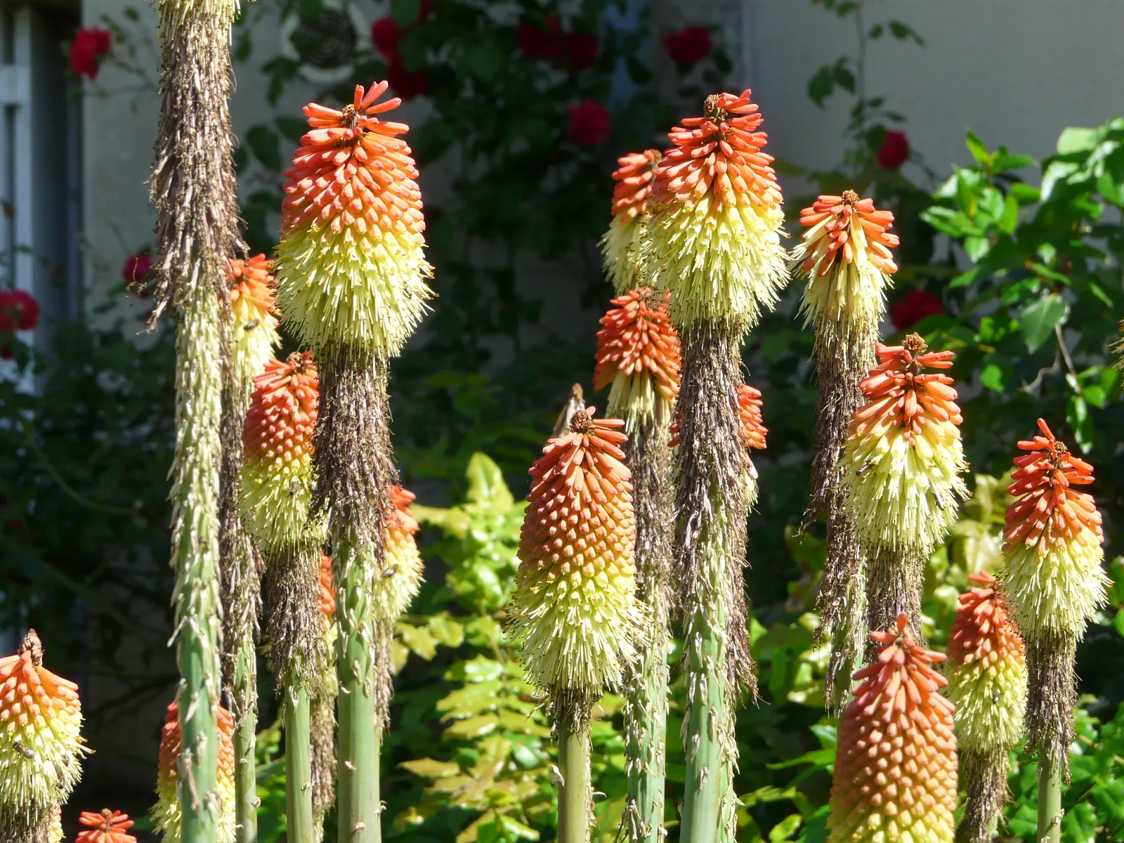 Red Hot Poker (Kniphofia Uvaria) — a striking perennial that adds a flair of the exotic to any garden; thriving in USDA zones 5-9, this perennial, image 149