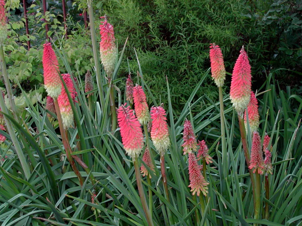 Red Hot Poker (Kniphofia Uvaria) — which transition in color from red at the tip; ensuring your garden is as wildlife-friendly as it is beautiful, image 156