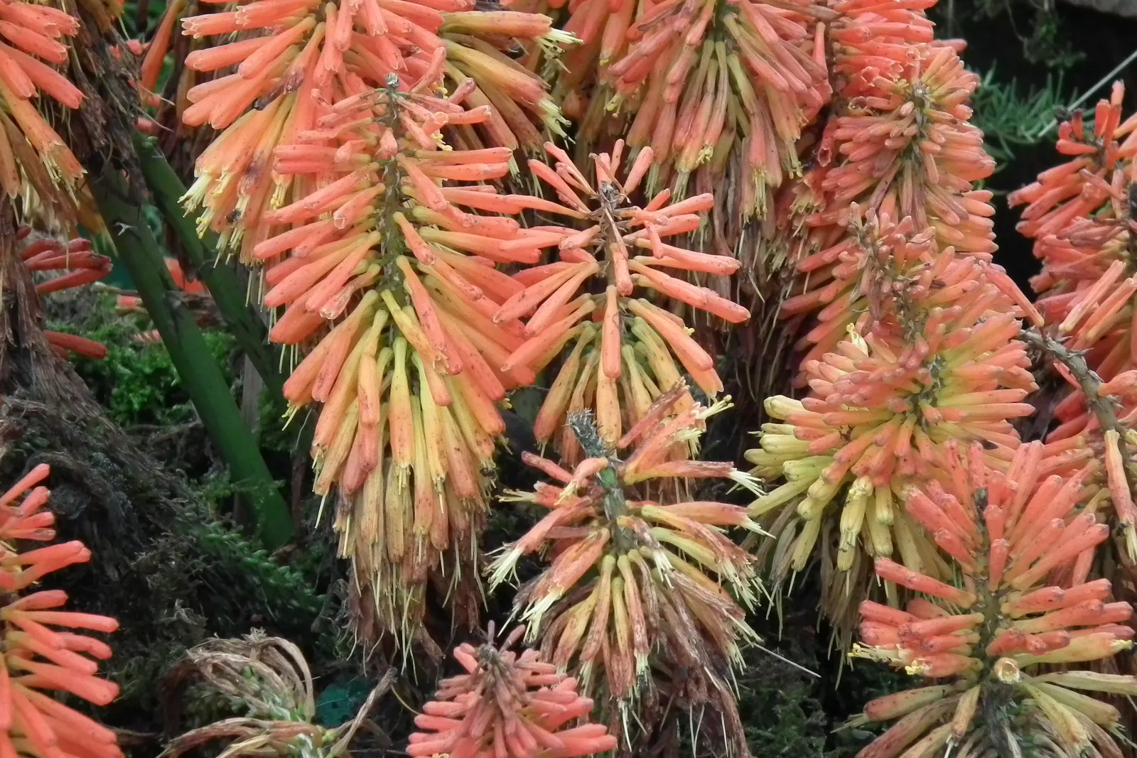 Red Hot Poker (Kniphofia Uvaria) — and then to a creamy yellow towards the base - a gradation reminiscent of a flickering flame; thriving in USDA, image 129