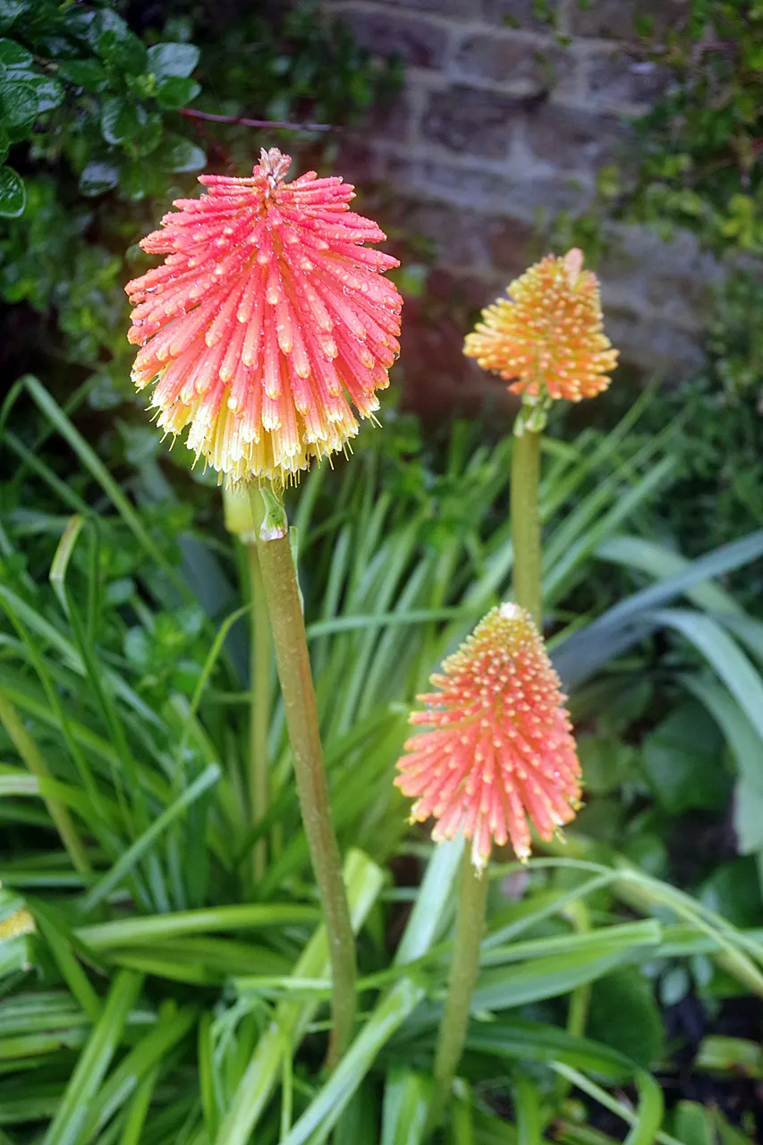 Red Hot Poker (Kniphofia Uvaria) — the Red Hot Poker requires full sun and well-drained soil; ensuring your garden is as wildlife-friendly as it is, image 132