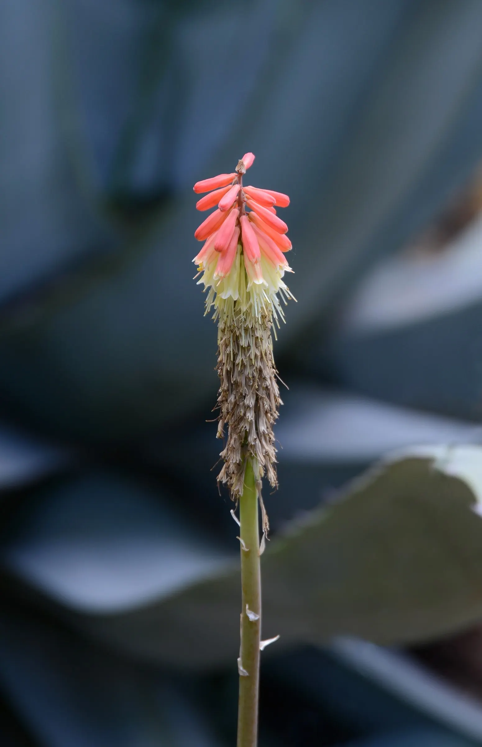 Red Hot Poker (Kniphofia Uvaria) — brings striking vertical interest to gardens with its torch-like; this South African native thrives in USDA, image 58