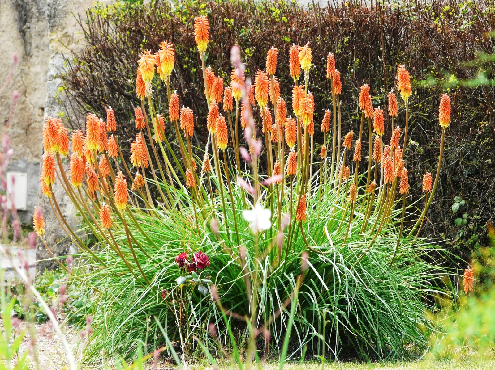 Red Hot Poker (Kniphofia Uvaria) — Often referred to as torch lilies; this South African native thrives in USDA Hardiness Zones 5 through 9, image 150