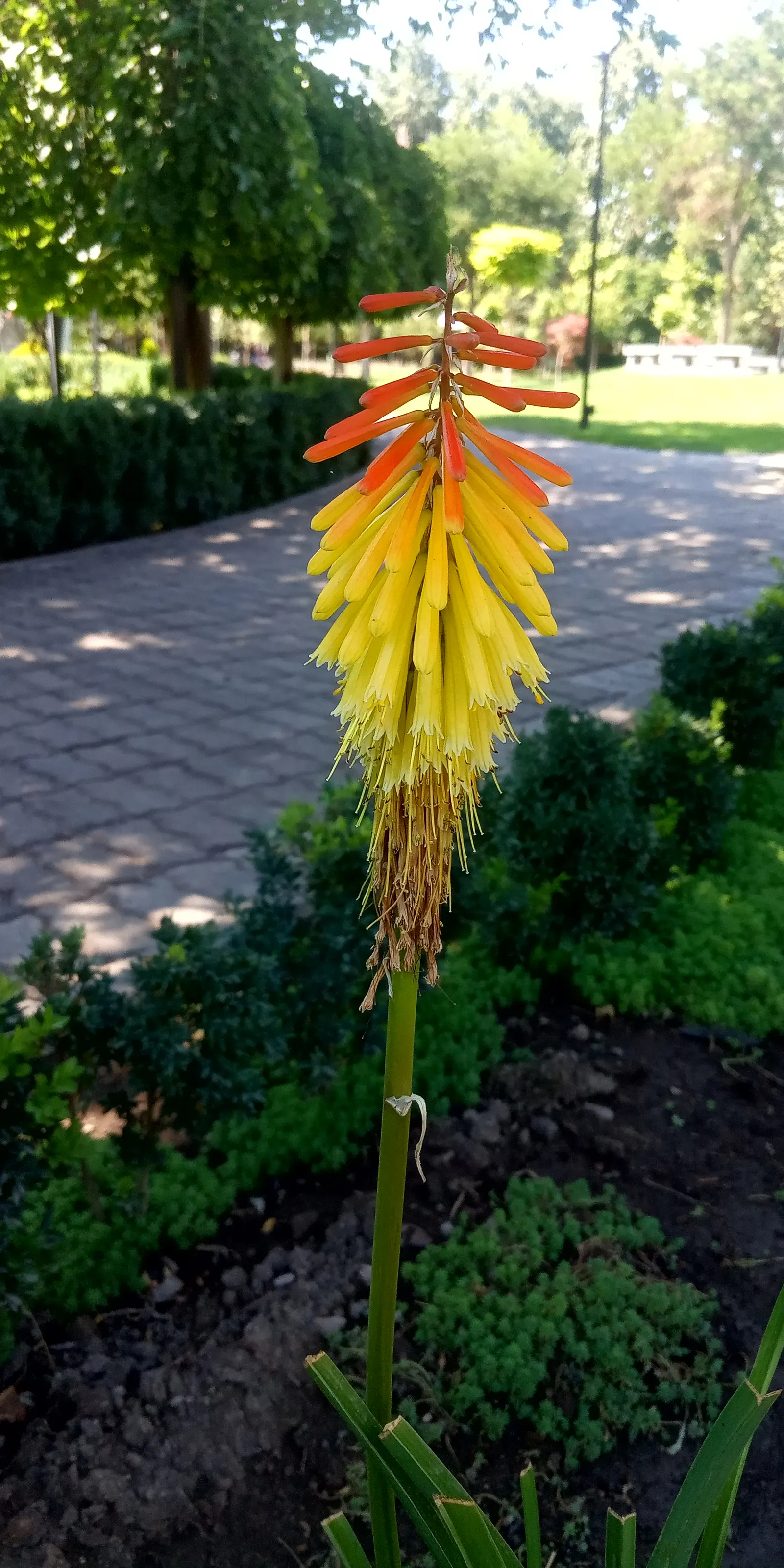 Red Hot Poker (Kniphofia Uvaria) — with flower spikes that can extend an additional 1 to 2 feet above the foliage; this South African native, image 70