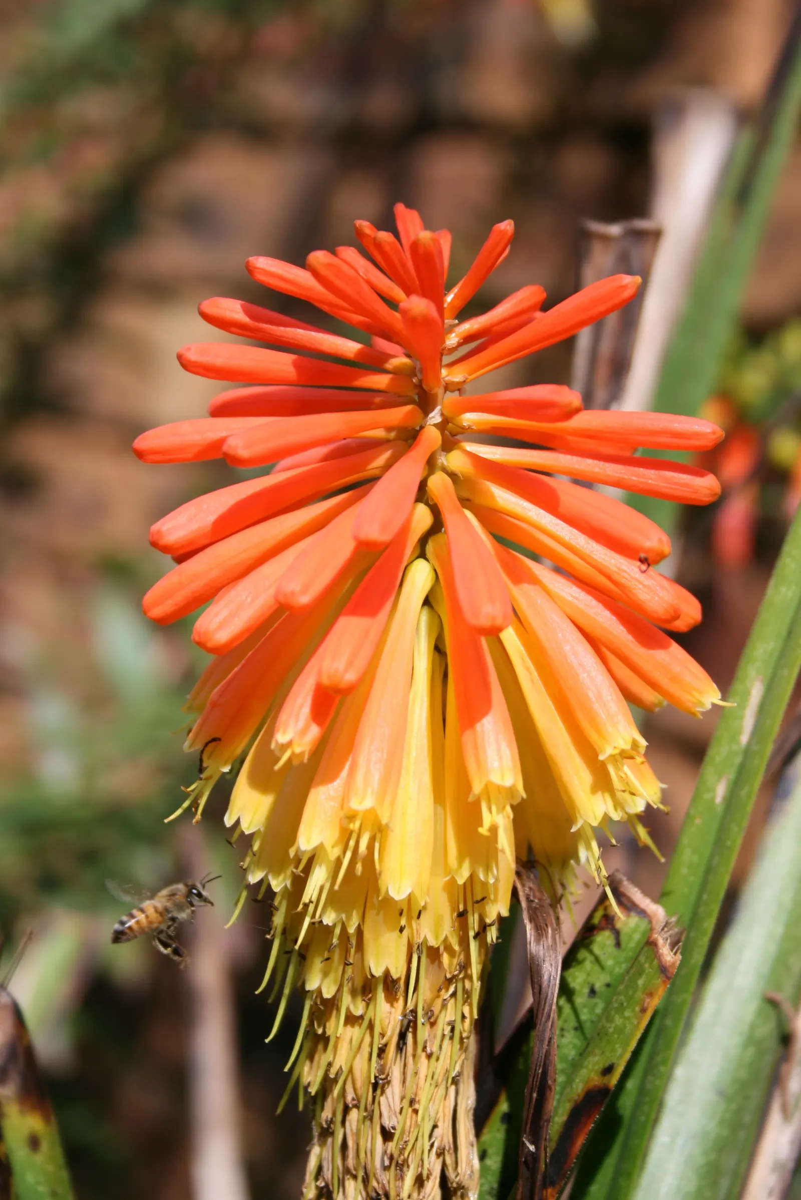 Red Hot Poker (Kniphofia Uvaria) — A mature plant can spread about 1.5 to 2 feet, necessitating adequate spacing in landscape design; thriving in, image 105