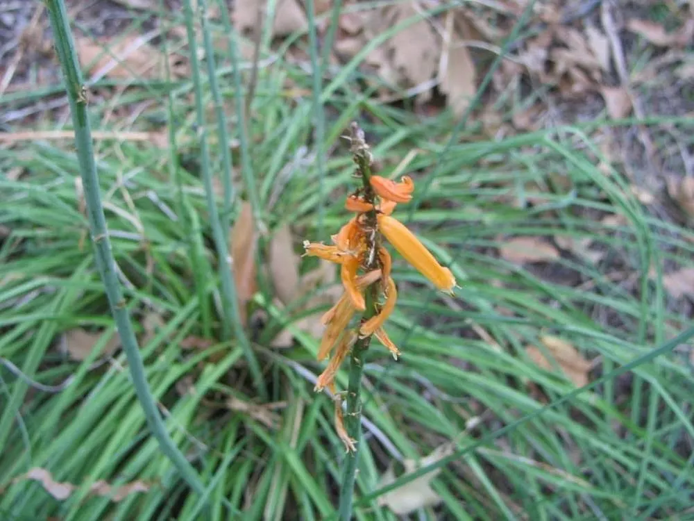 Red Hot Poker (Kniphofia Uvaria) — Thriving in USDA zones 5-9, this perennial prefers full sun and well-drained soil; ensuring your garden is as, image 116