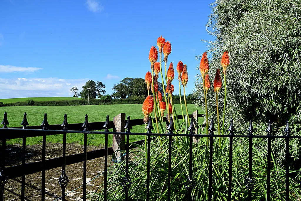 Red Hot Poker (Kniphofia Uvaria) — making them an ideal candidate for xeriscaping or gardens with water conservation in mind; the blooming season, image 135
