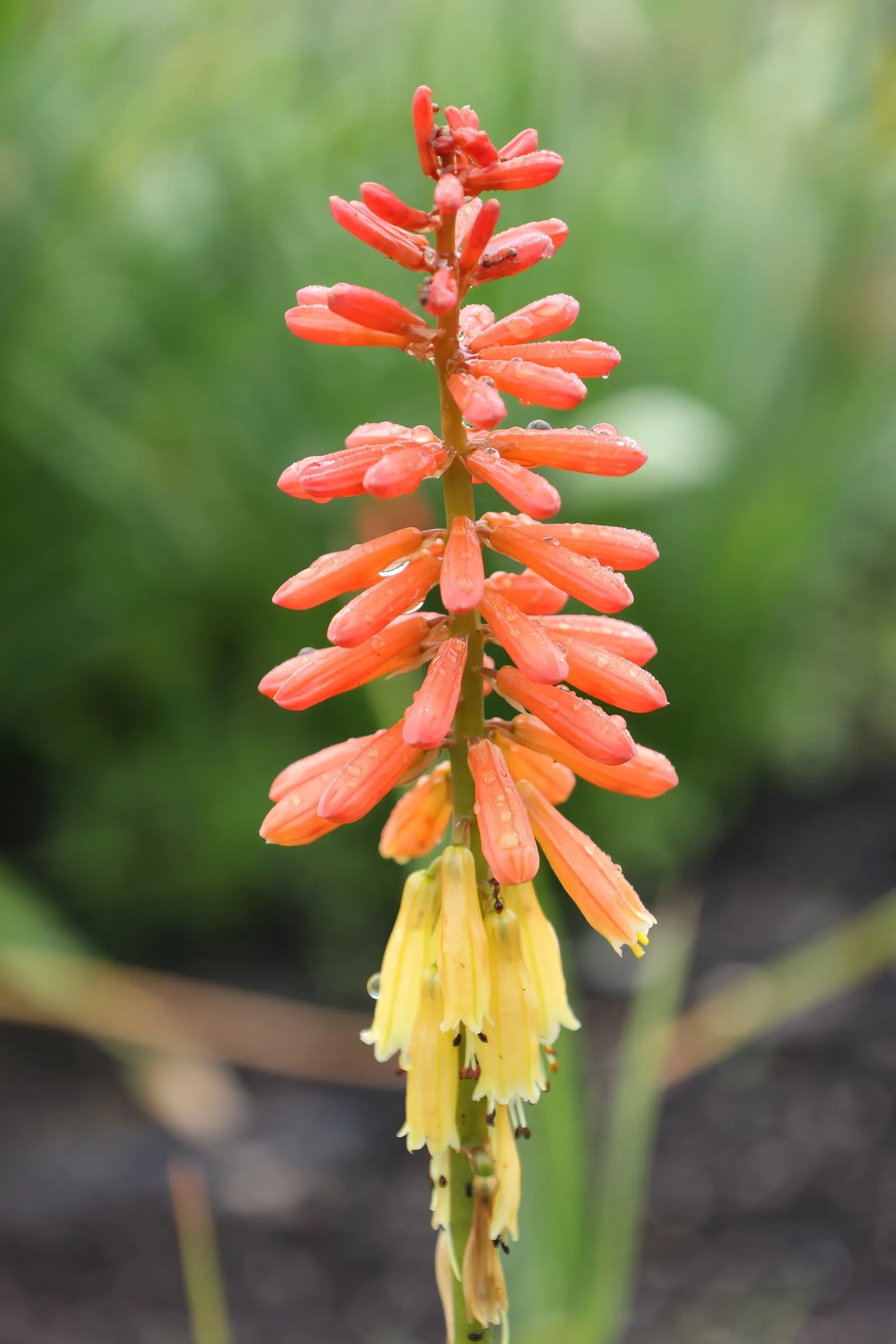 Red Hot Poker (Kniphofia Uvaria) — Red Hot Pokers typically reach 2 to 3 feet in height; thriving in USDA zones 5-9, this perennial prefers full, image 153