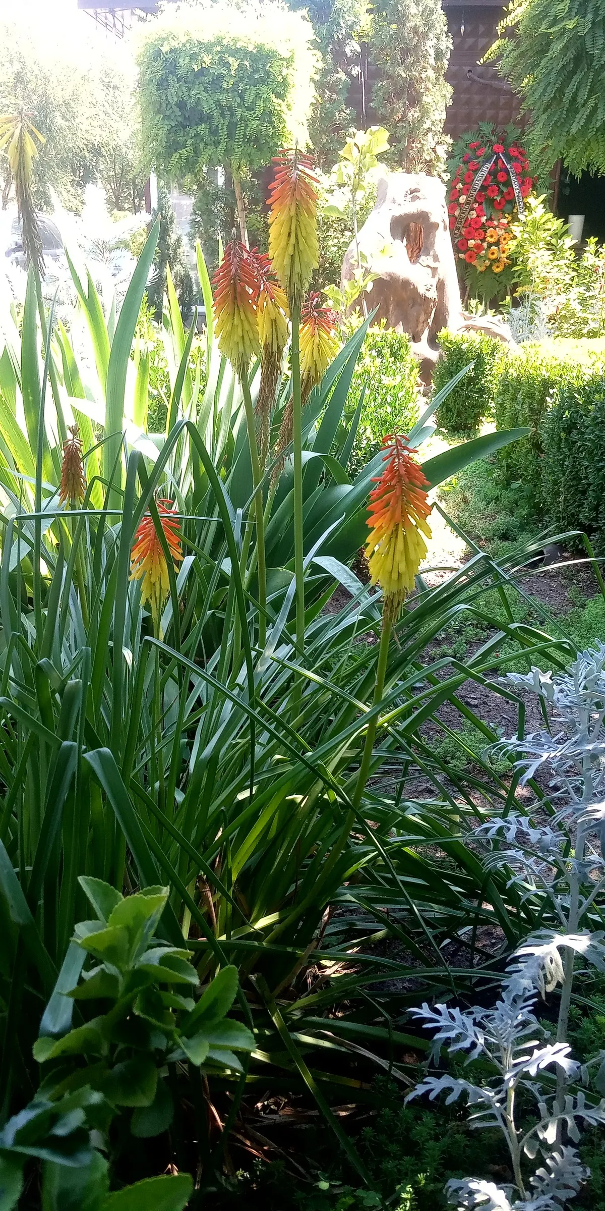 Red Hot Poker (Kniphofia Uvaria) — and then to a creamy yellow towards the base - a gradation reminiscent of a flickering flame; thriving in USDA, image 73