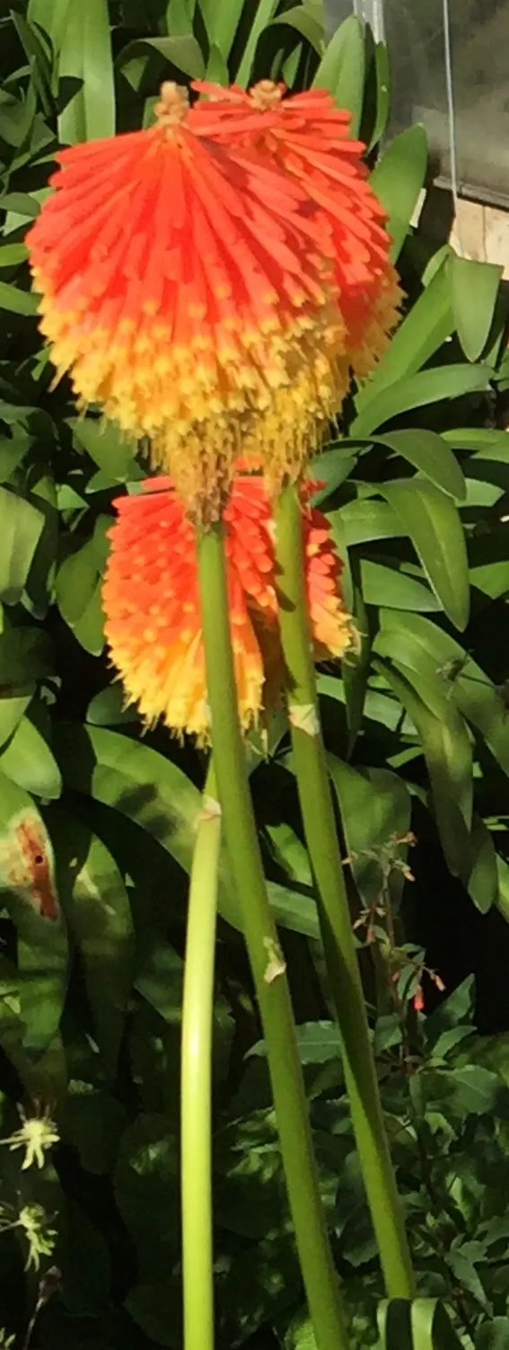 Red Hot Poker (Kniphofia Uvaria) — commonly known as the Red Hot Poker; thriving in USDA zones 5-9, this perennial prefers full sun and, image 113