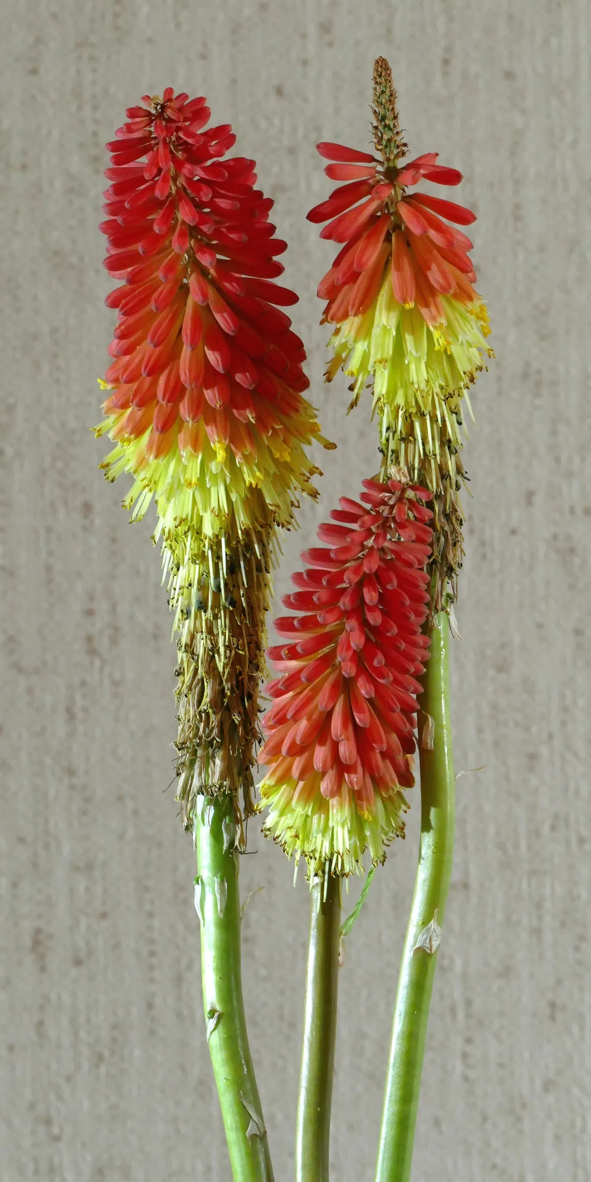 Red Hot Poker (Kniphofia Uvaria) — perennial with orange blooms; the blooming season extends from late spring to early fall, image 111