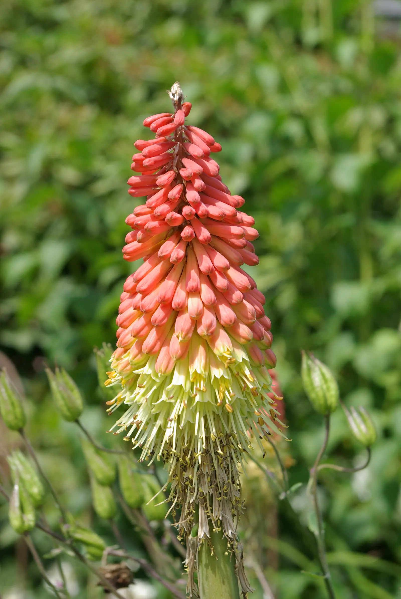 Red Hot Poker (Kniphofia Uvaria) — perennial with orange blooms; the blooming season extends from late spring to early fall