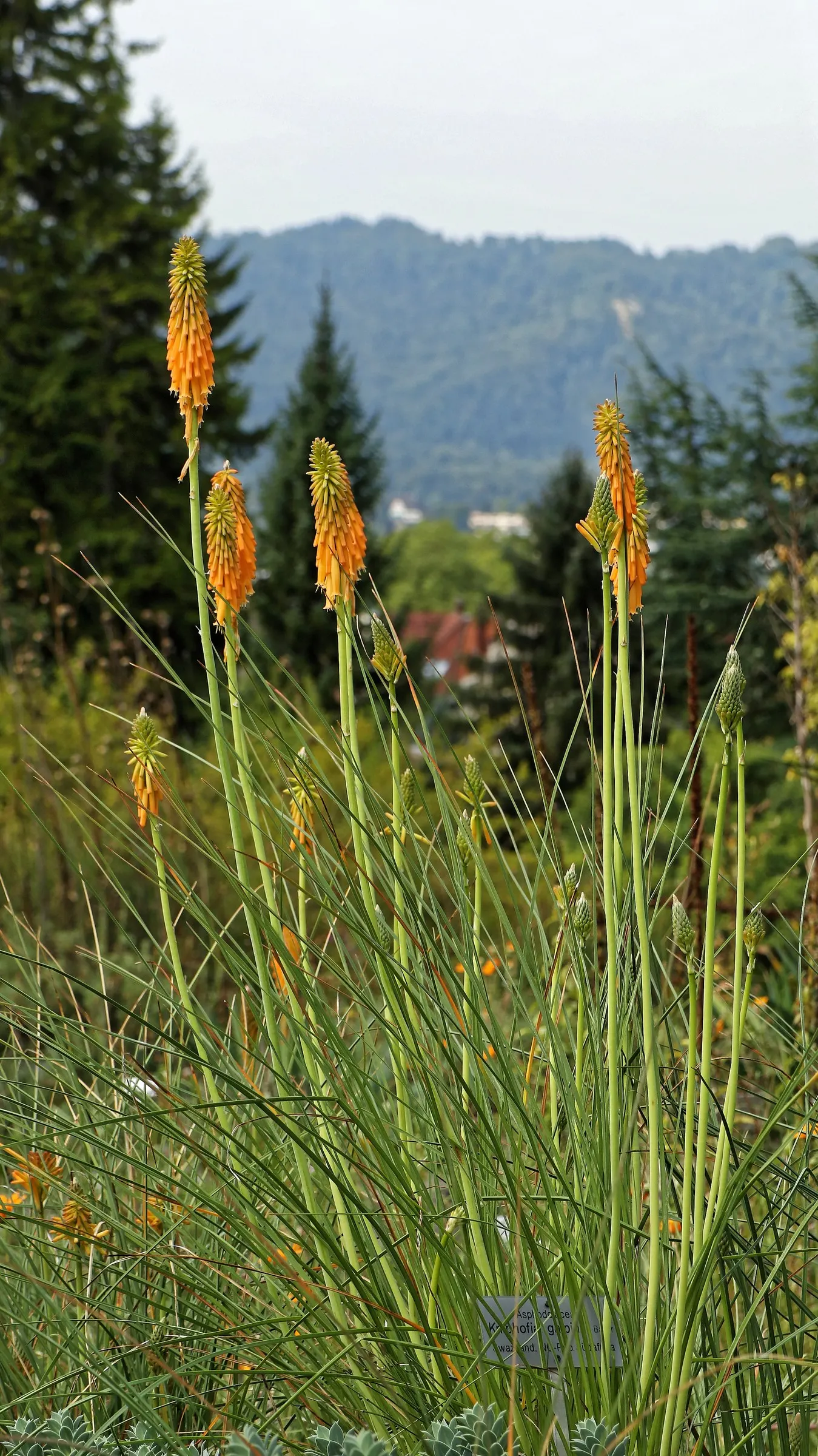 Red Hot Poker (Kniphofia Uvaria) — and then to a creamy yellow towards the base - a gradation reminiscent of a flickering flame; thriving in USDA, image 101