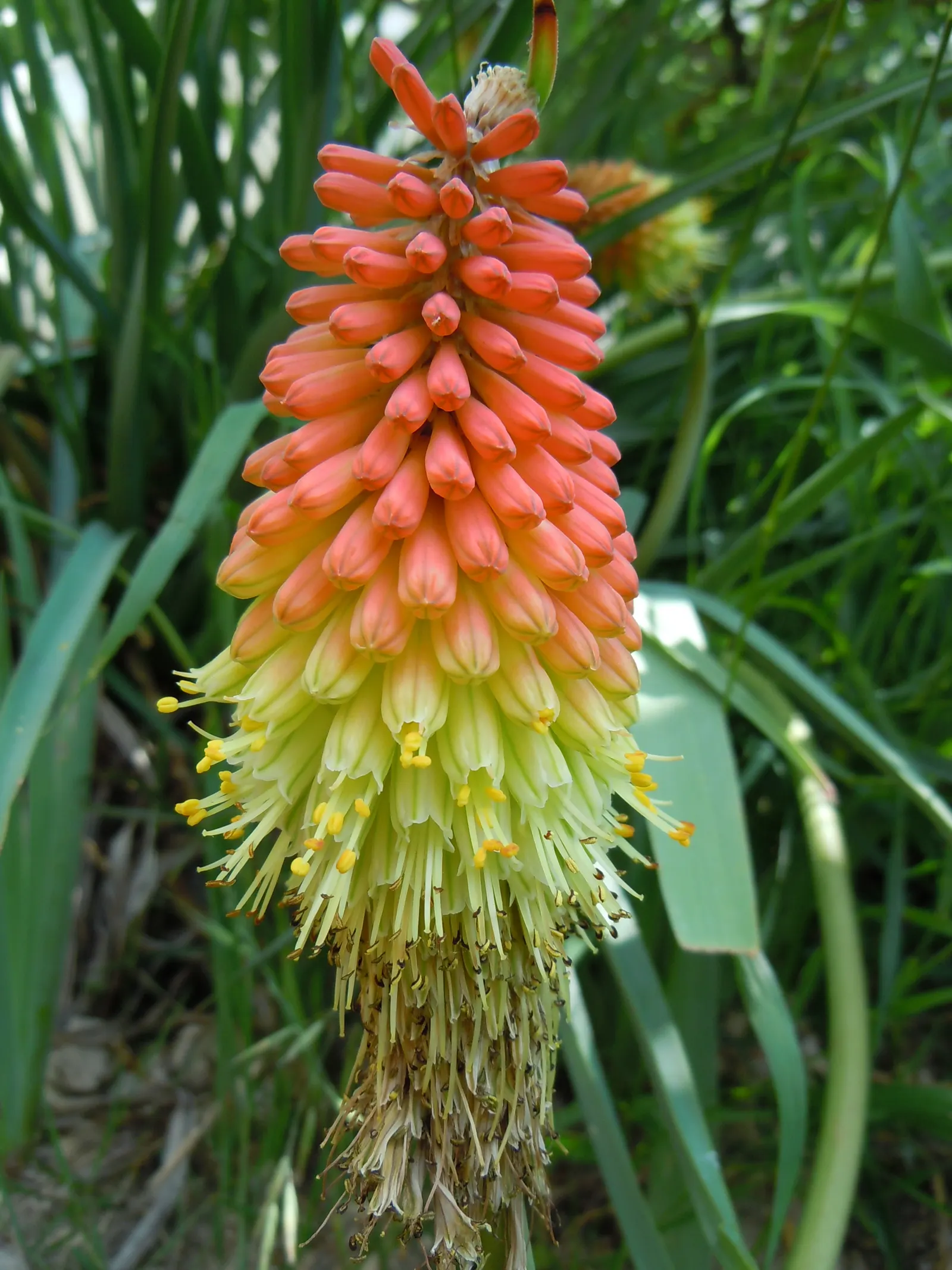 Red Hot Poker (Kniphofia Uvaria) — this South African native thrives in USDA Hardiness Zones 5 through 9; the blooming season extends from late, image 67