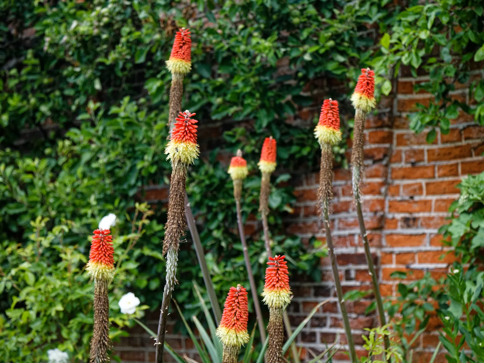 Red Hot Poker (Kniphofia Uvaria) — perennial for full or half; ensuring your garden is as wildlife-friendly as it is beautiful, image 112