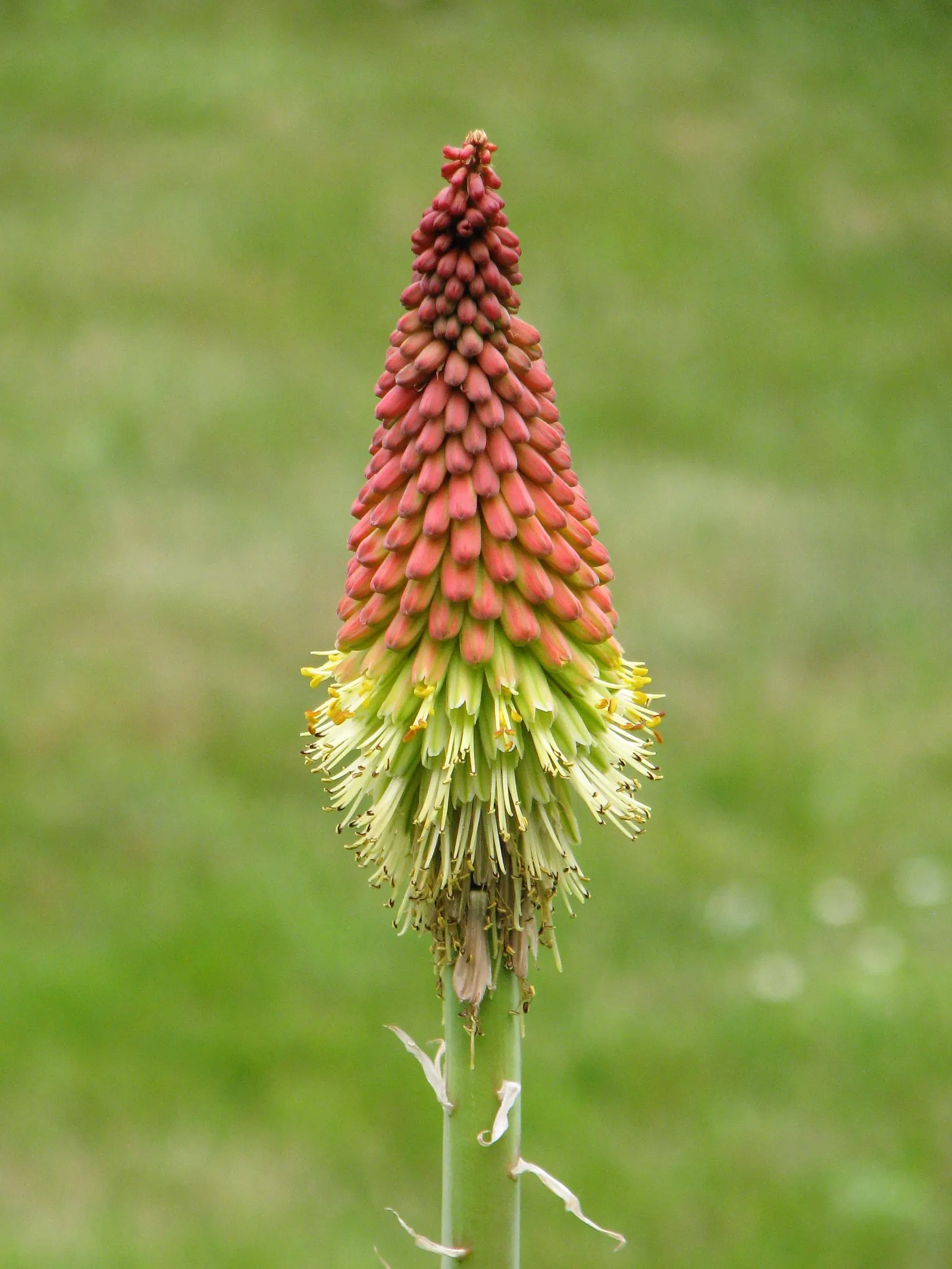 Red Hot Poker (Kniphofia Uvaria) — It reaches 2 to 3 feet in height and spreads 1 to 2 feet; thriving in USDA zones 5-9, this perennial prefers, image 61