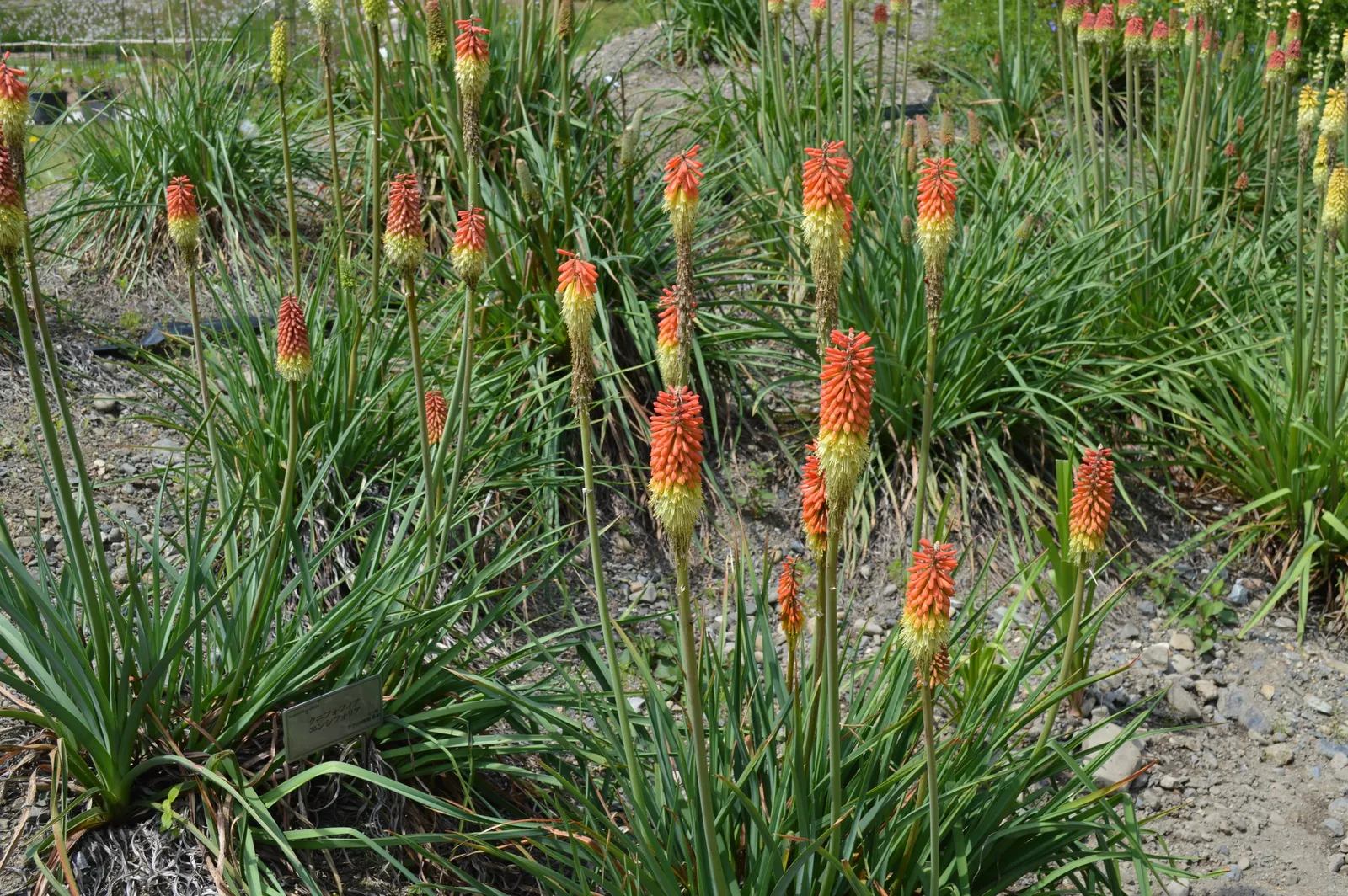 Red Hot Poker (Kniphofia Uvaria) — ensuring your garden is as wildlife-friendly as it is beautiful; thriving in USDA zones 5-9, this perennial, image 81