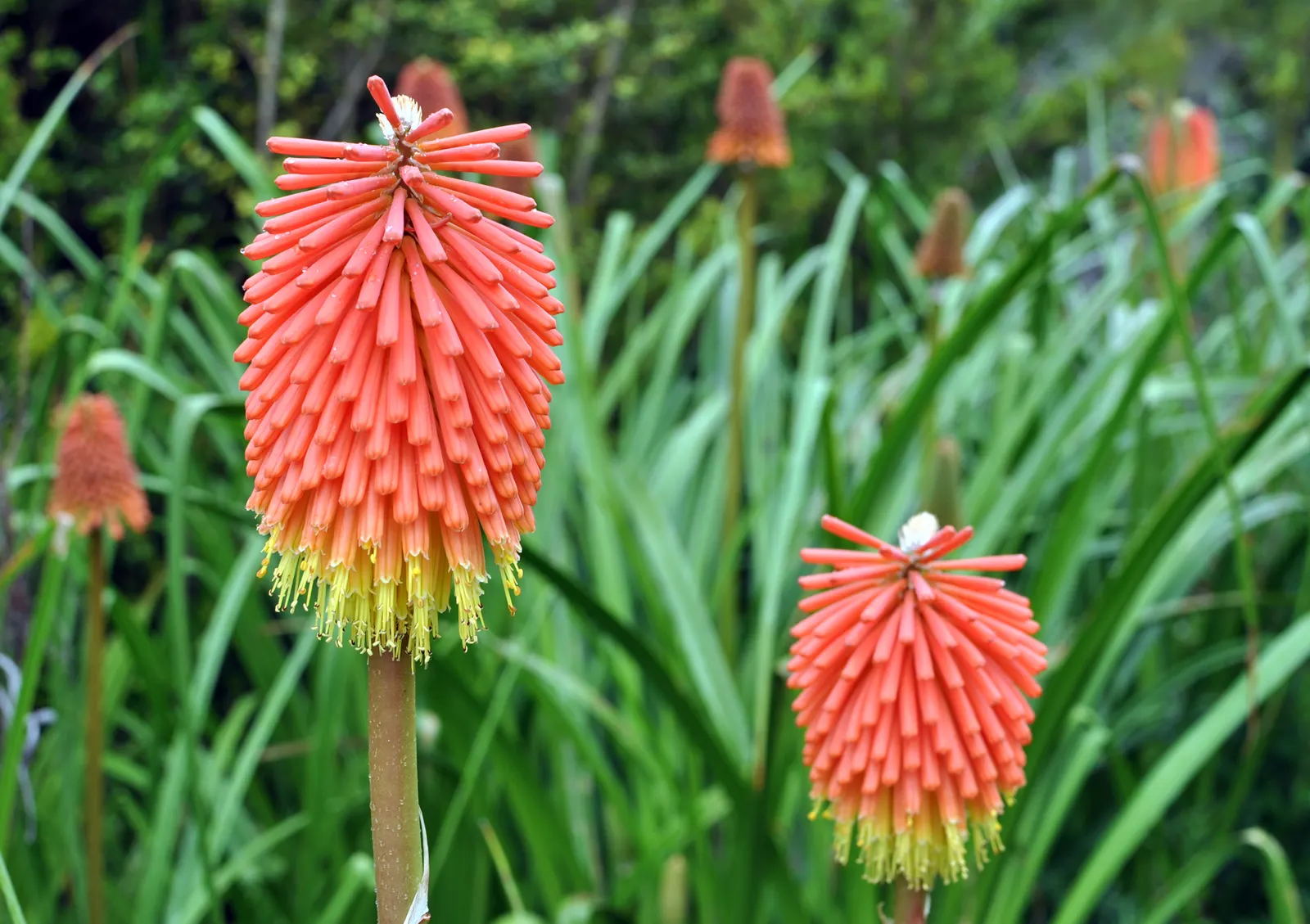 Red Hot Poker (Kniphofia Uvaria) — indicating a robustness for various climates.<br><br>Standing tall; ensuring your garden is as wildlife-friendly, image 96