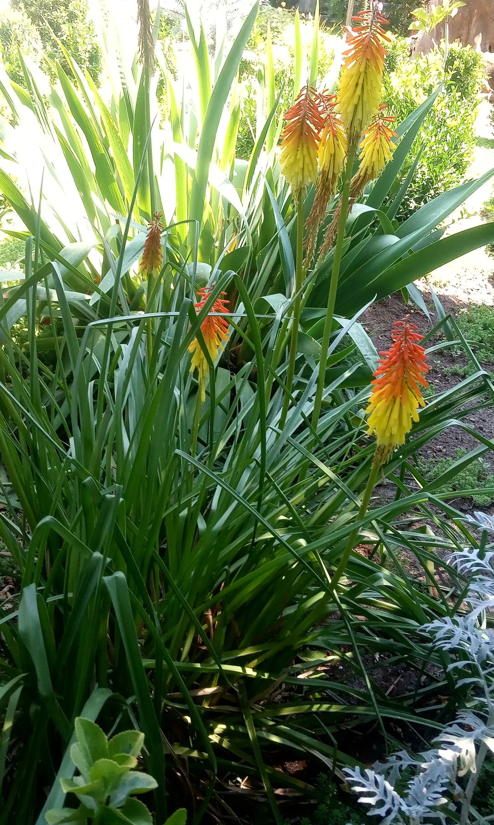 Red Hot Poker (Kniphofia Uvaria) — indicating a robustness for various climates.<br><br>Standing tall; ensuring your garden is as wildlife-friendly, image 68