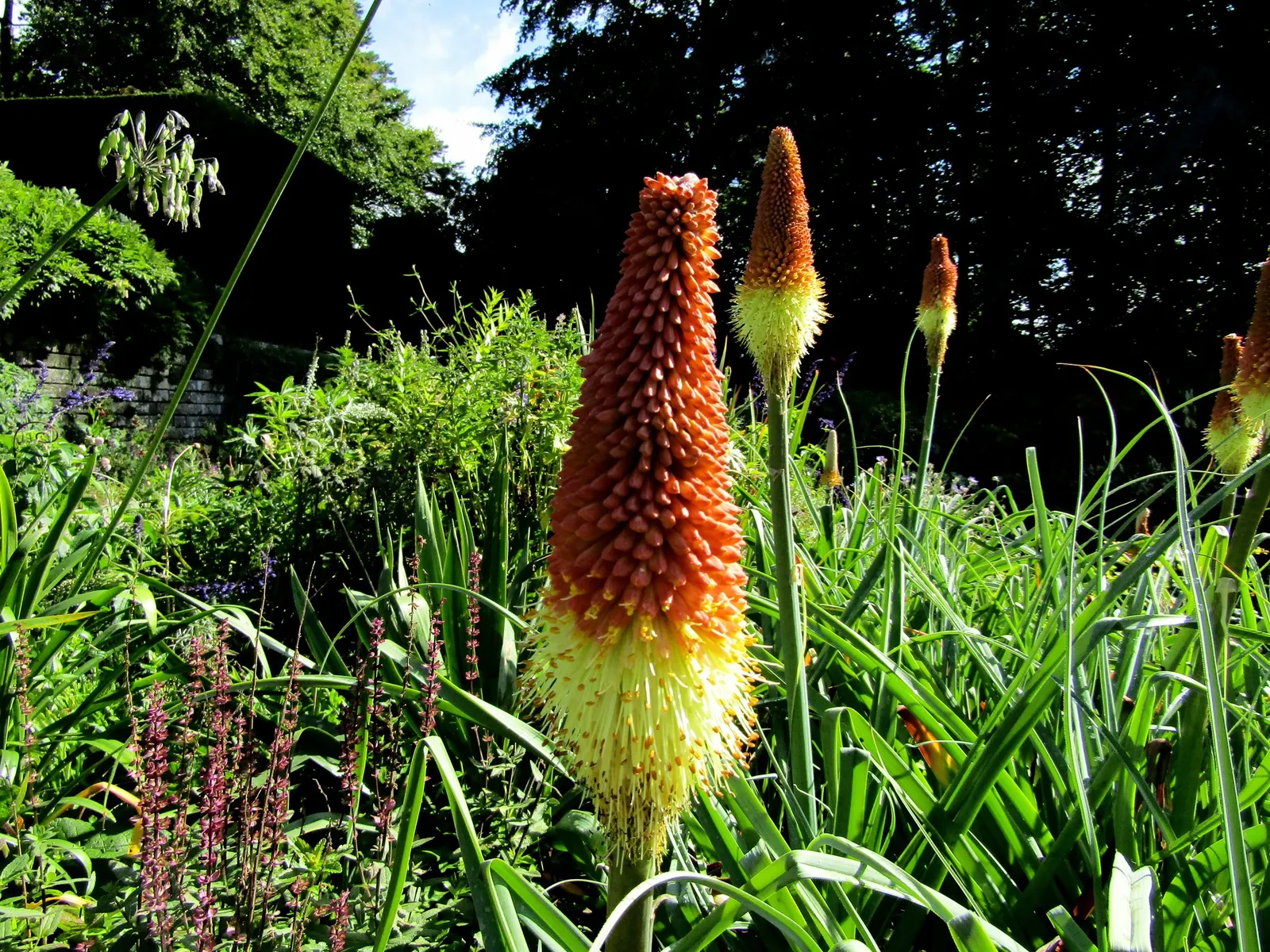 Red Hot Poker (Kniphofia Uvaria) — They're excellent for creating focal points within borders and are also drought-tolerant once established; this, image 106